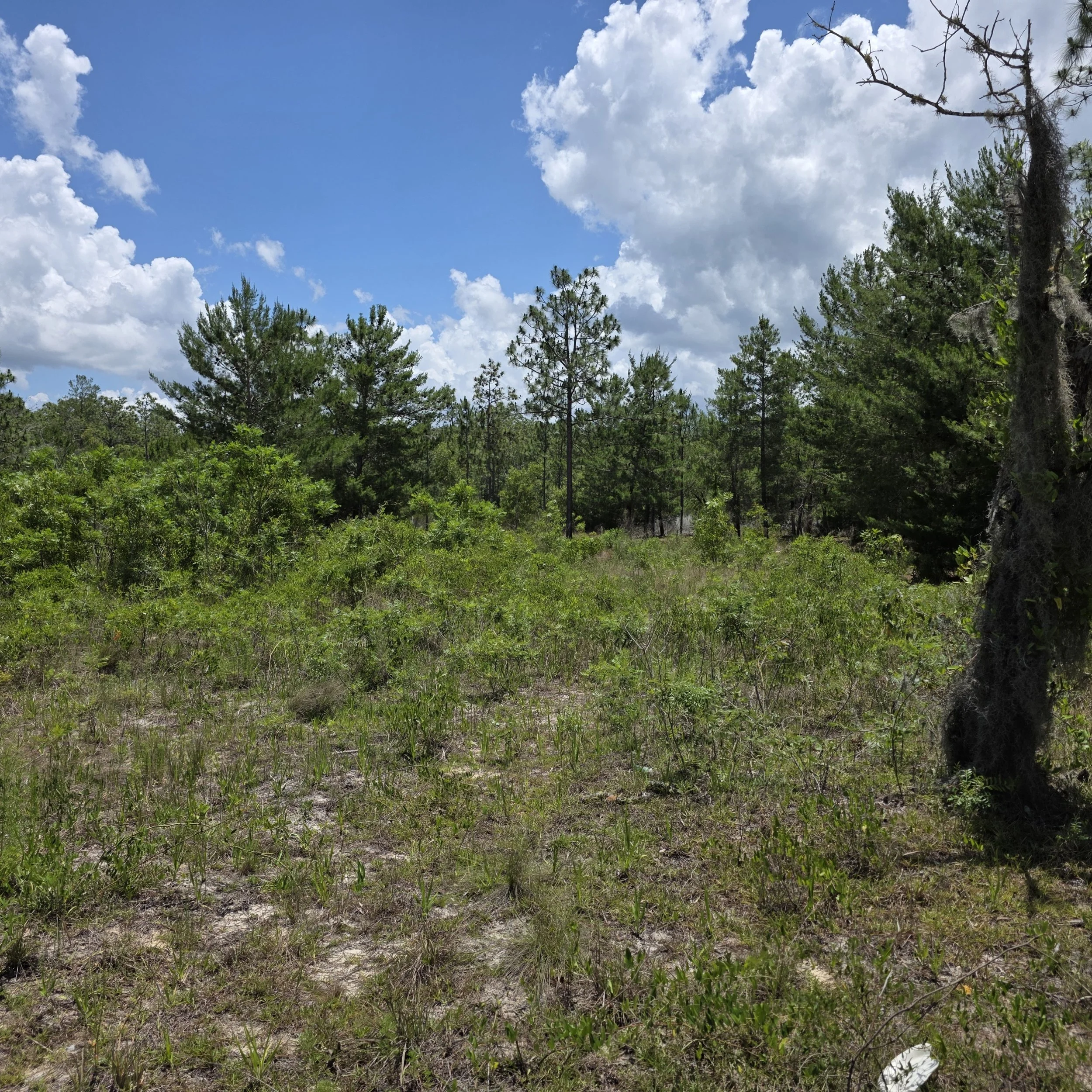 Before Root Raking — Overgrown Hawthorne property with heavy vegetation, roots, and debris requiring full site preparation.