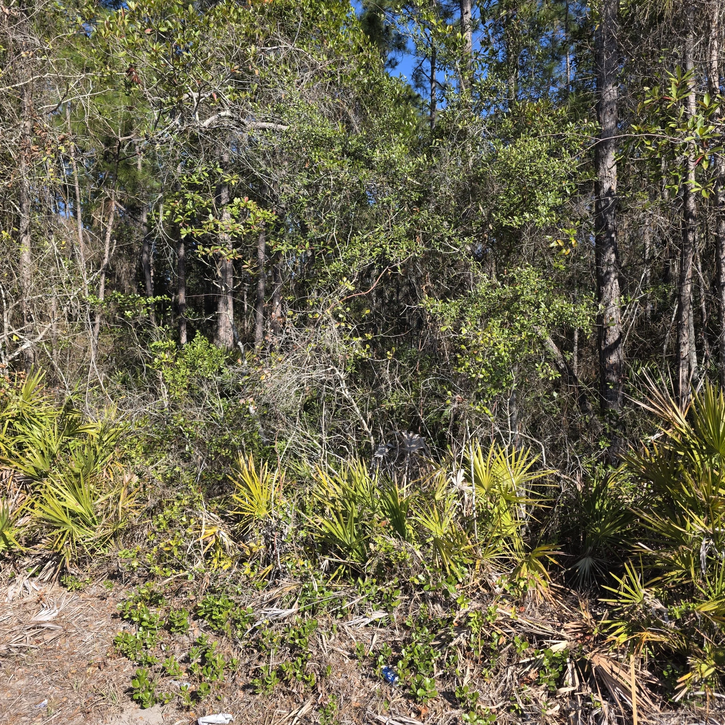 Dense trees, palmettos, vines, and underbrush before root raking an Interlachen homesite