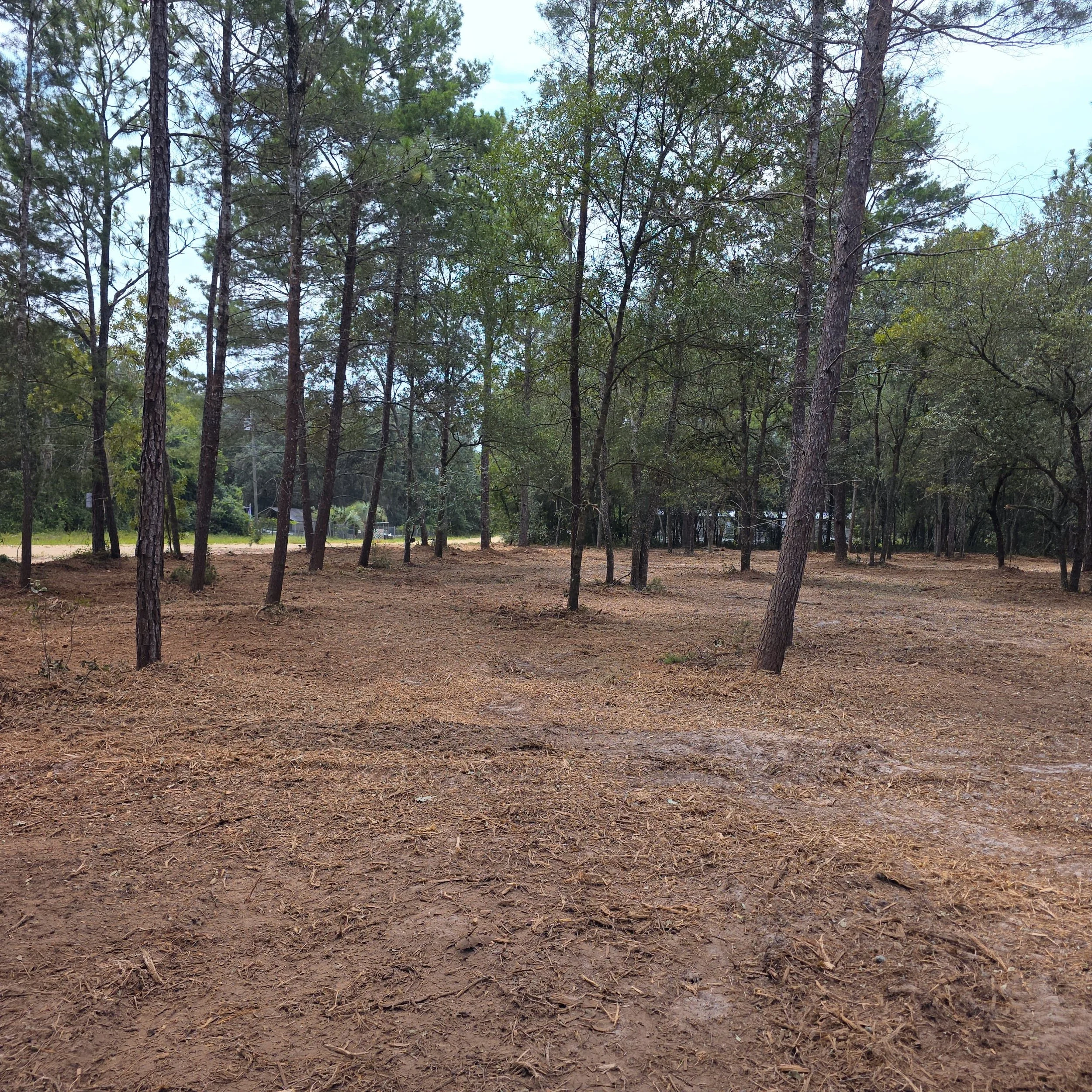 Open wooded property after forestry mulching 0.66 acres across three adjoining Interlachen lots