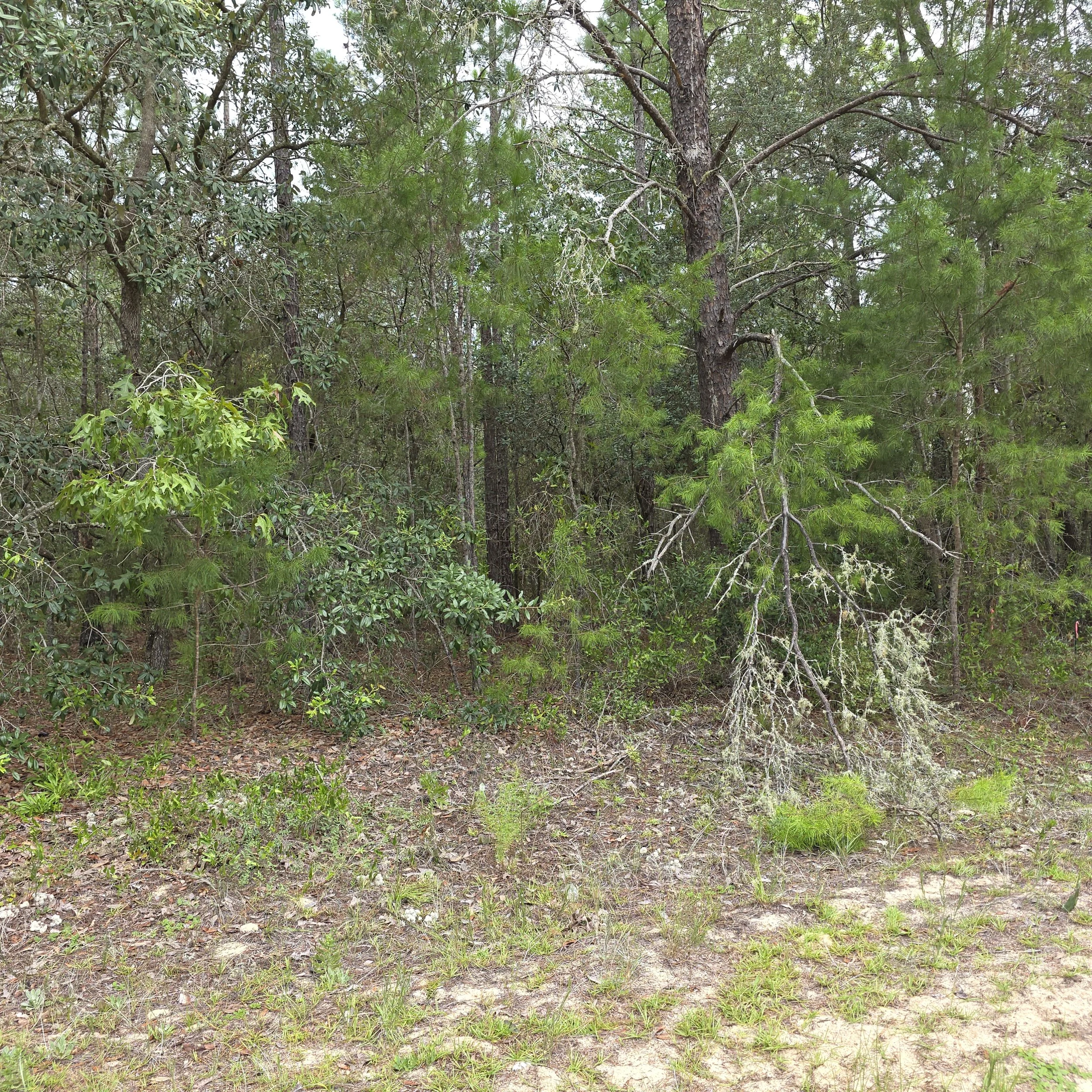 Dense underbrush and numerous small trees before forestry mulching three adjoining lots in Interlachen
