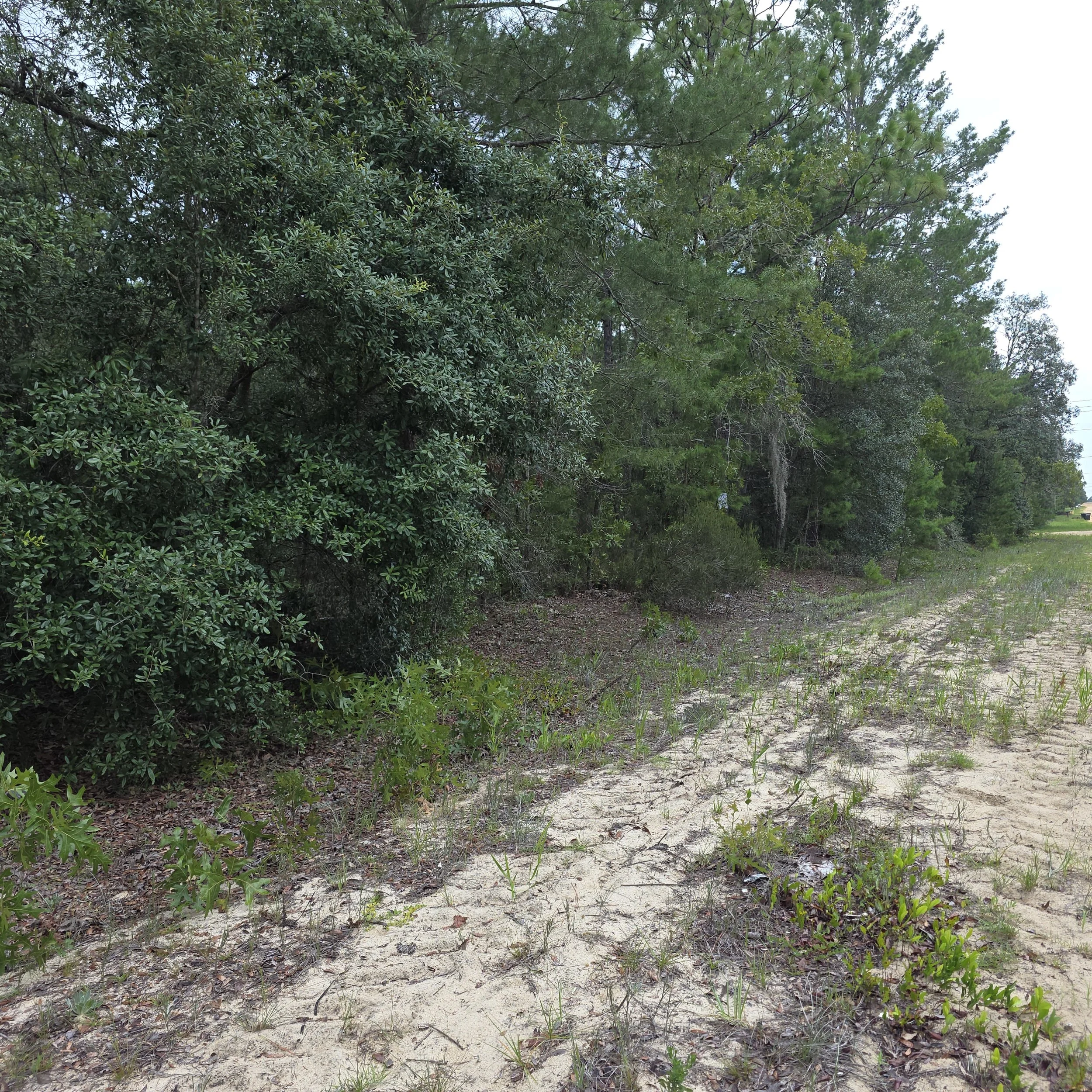 Dense roadside vegetation before forestry mulching three adjoining lots in Interlachen, Florida