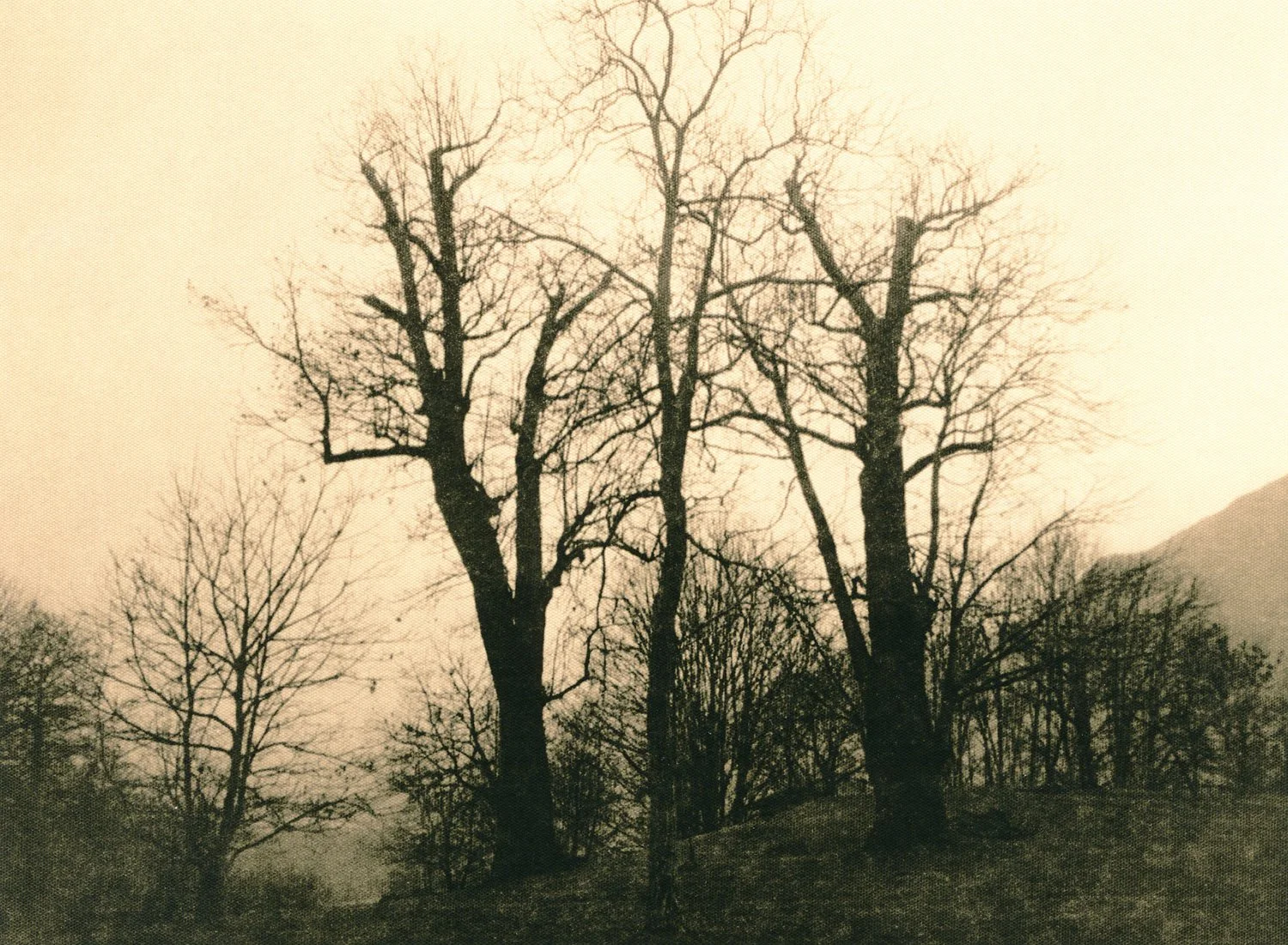 lith print on Agfa Brovira of three chestnut trees