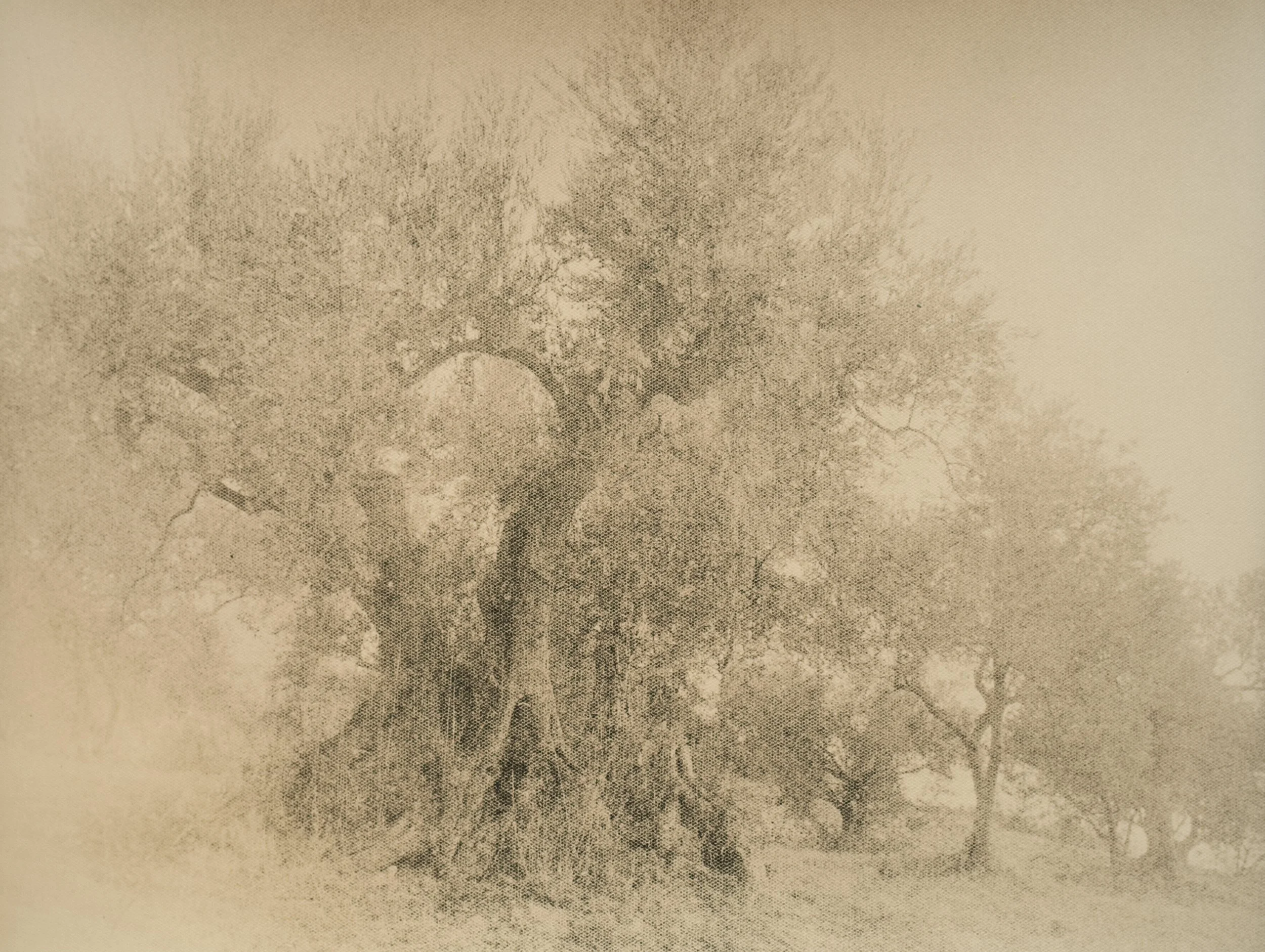lith-print-oliviers-montd'or-manosque-ferrania-vega-untitled-01.jpg