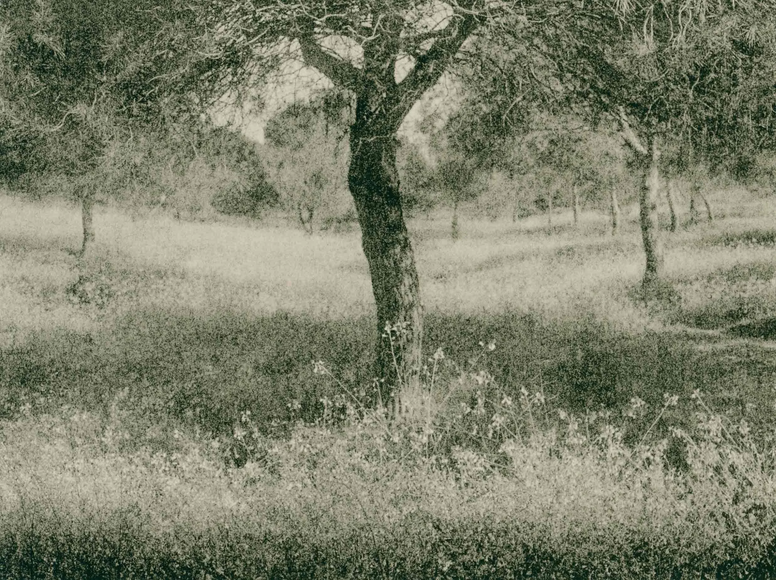 lith print on Agfa MCC of three hawthorne oak trees in a symmetrical composition