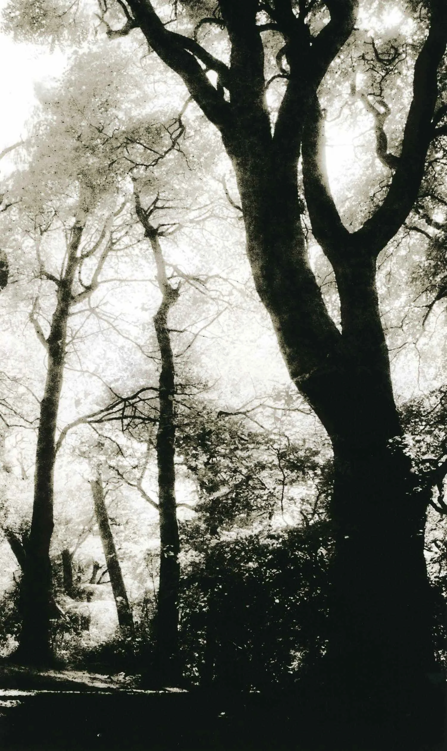 high contrast lith print on Slavich Unibrom of trees silhouetted against the sky