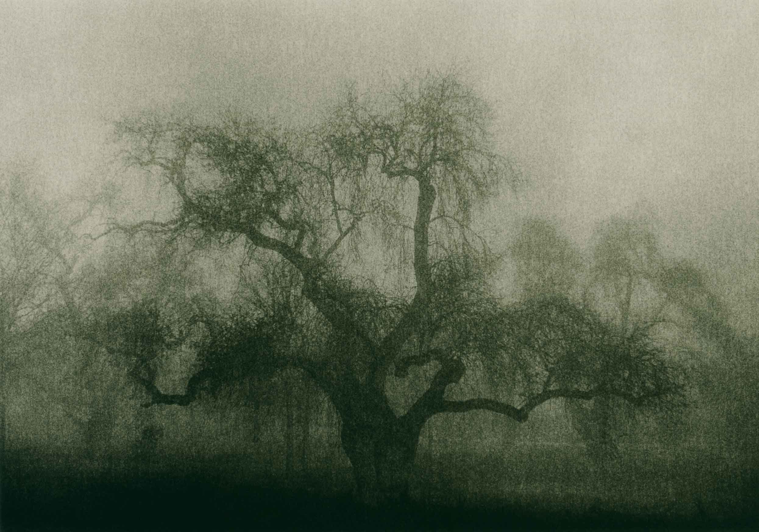 dark and moody lith print on Agfa MCC of a large hawthorne oak tree in the fog