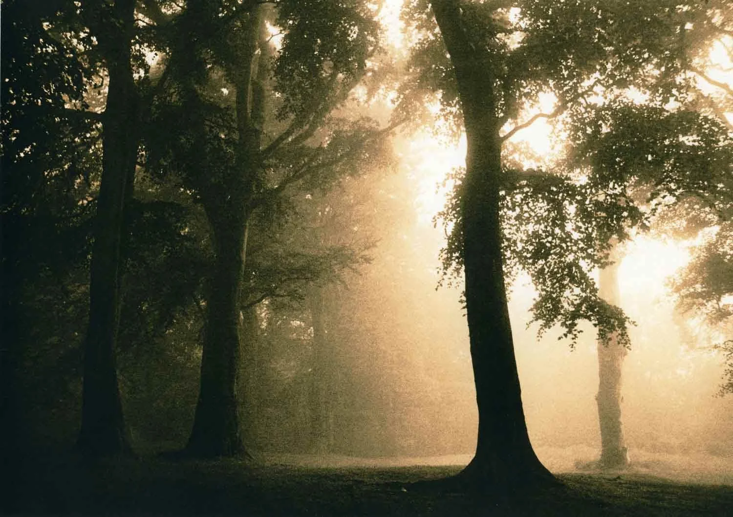 lith print on Fomatone MG Classic of trees in the fog silhouetted against the light