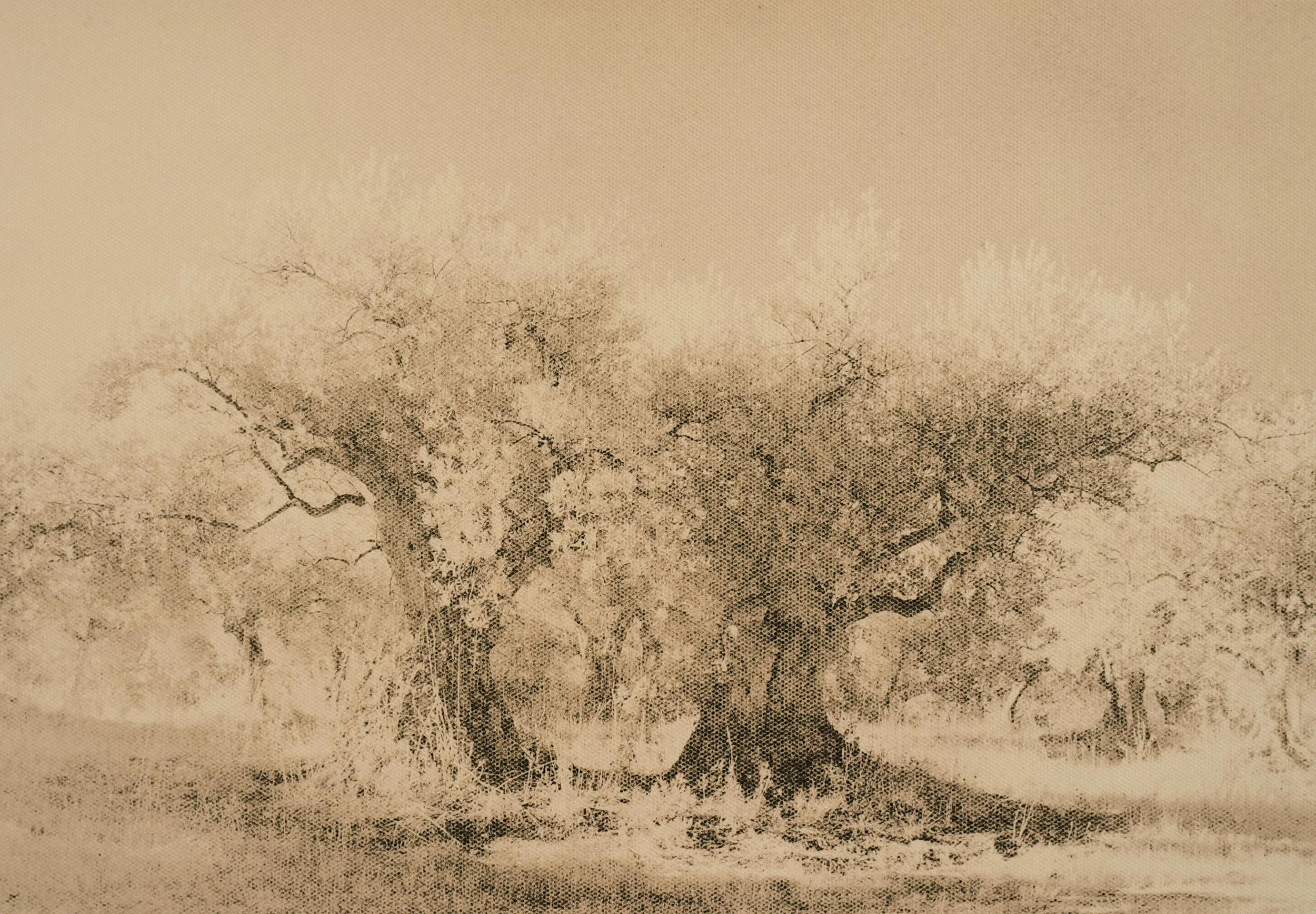 lith-print-oliviers-montd'or-manosque-ferrania-vega-untitled-07.jpg