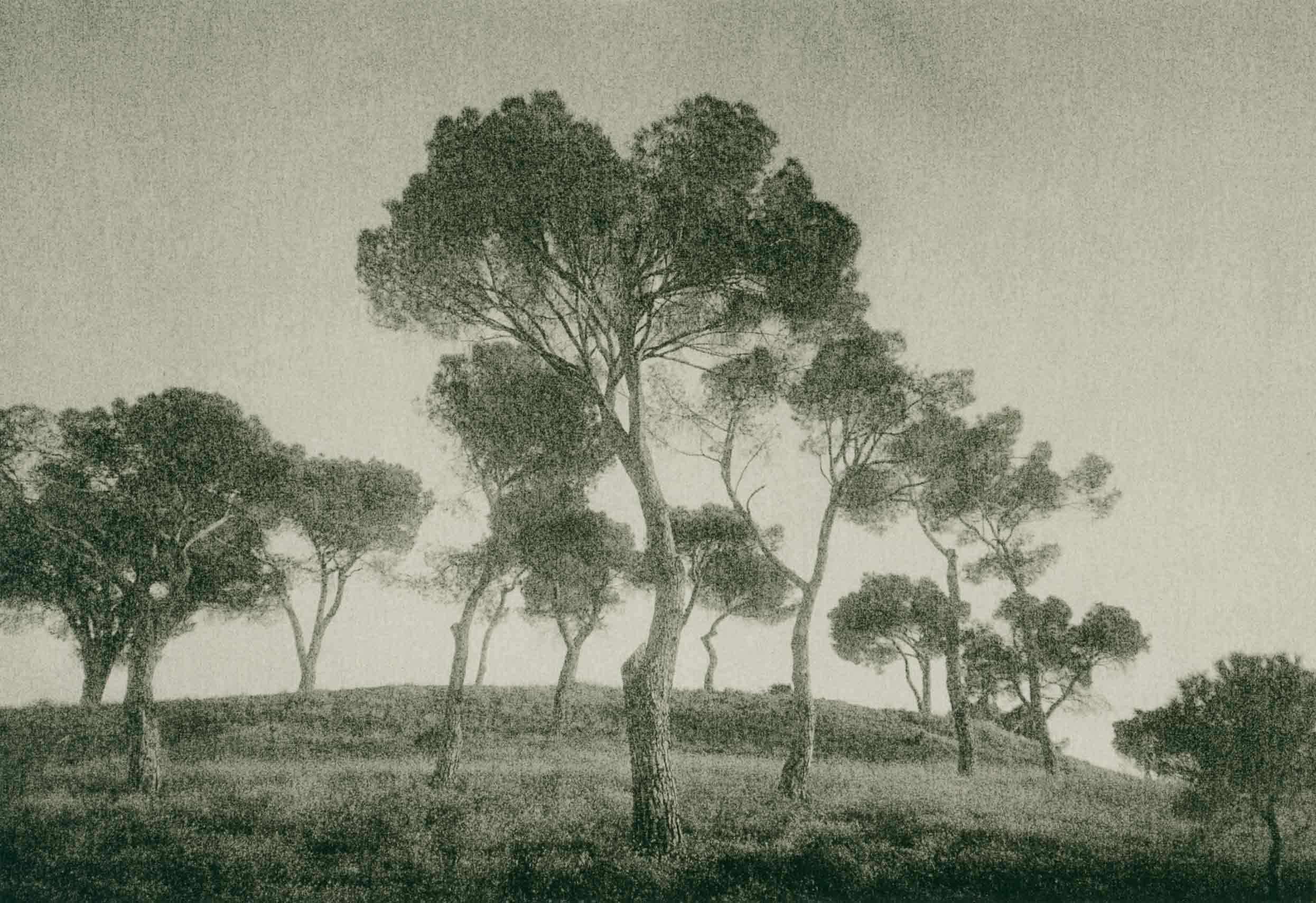lith print on Agfa MCC of a few pine trees silhouetted against the sky