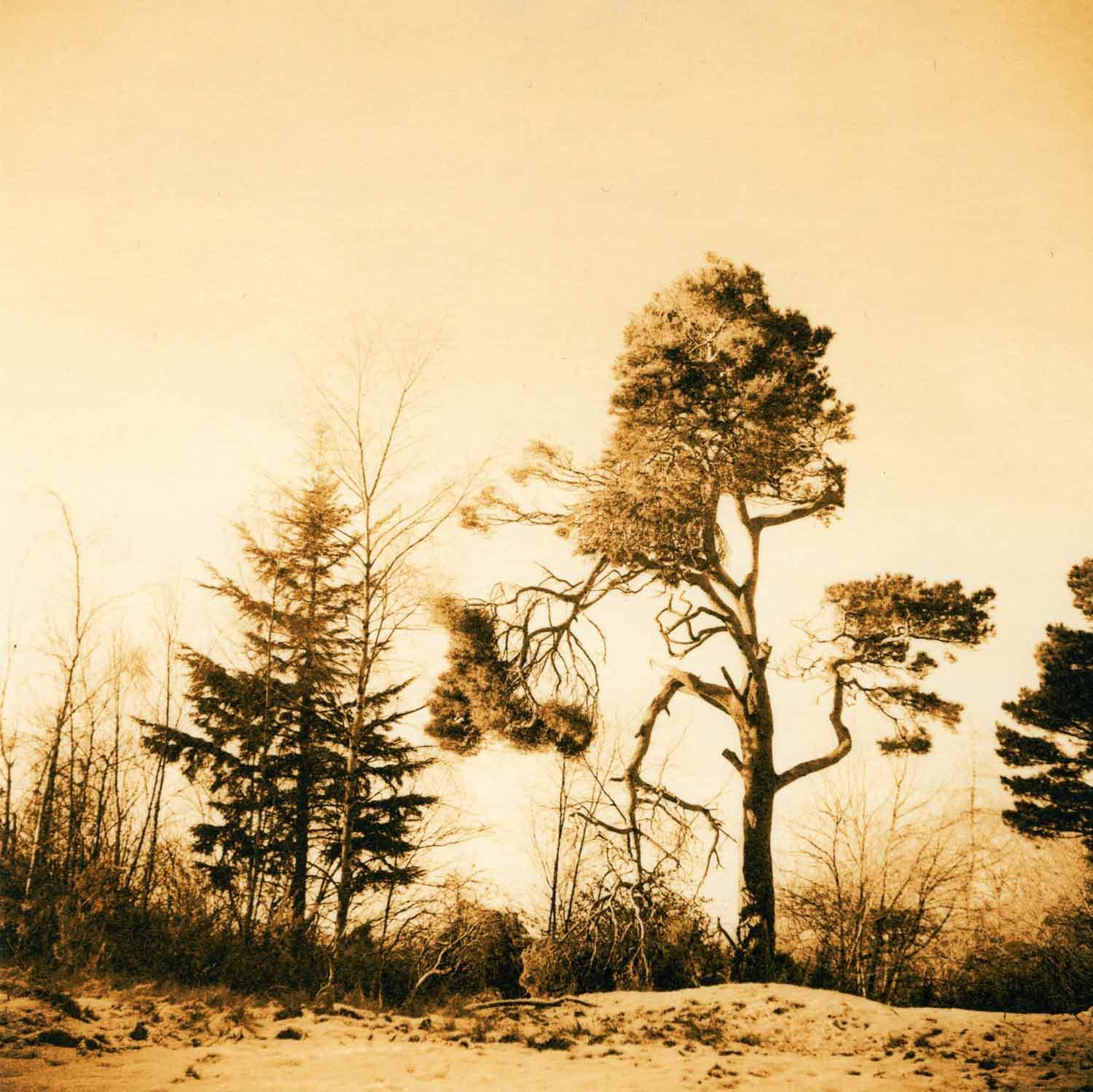 warm-toned lith print on Fomatone MG Classic of two trees silhouetted against the sky