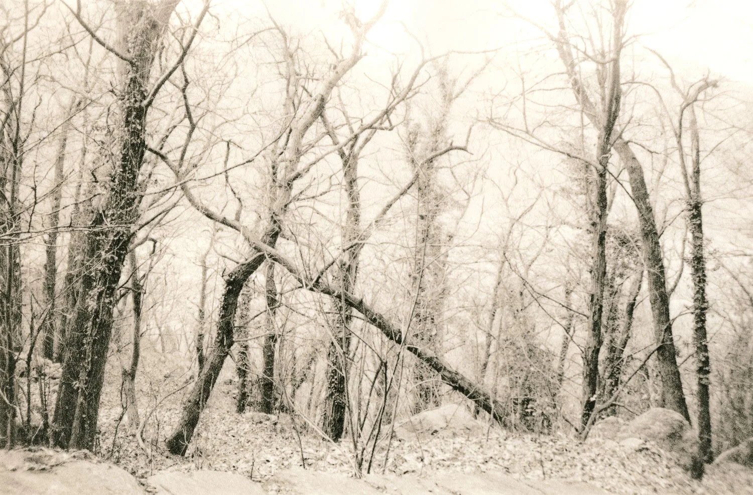 lith print on Kodak Bromide of a bunch of trees in winter