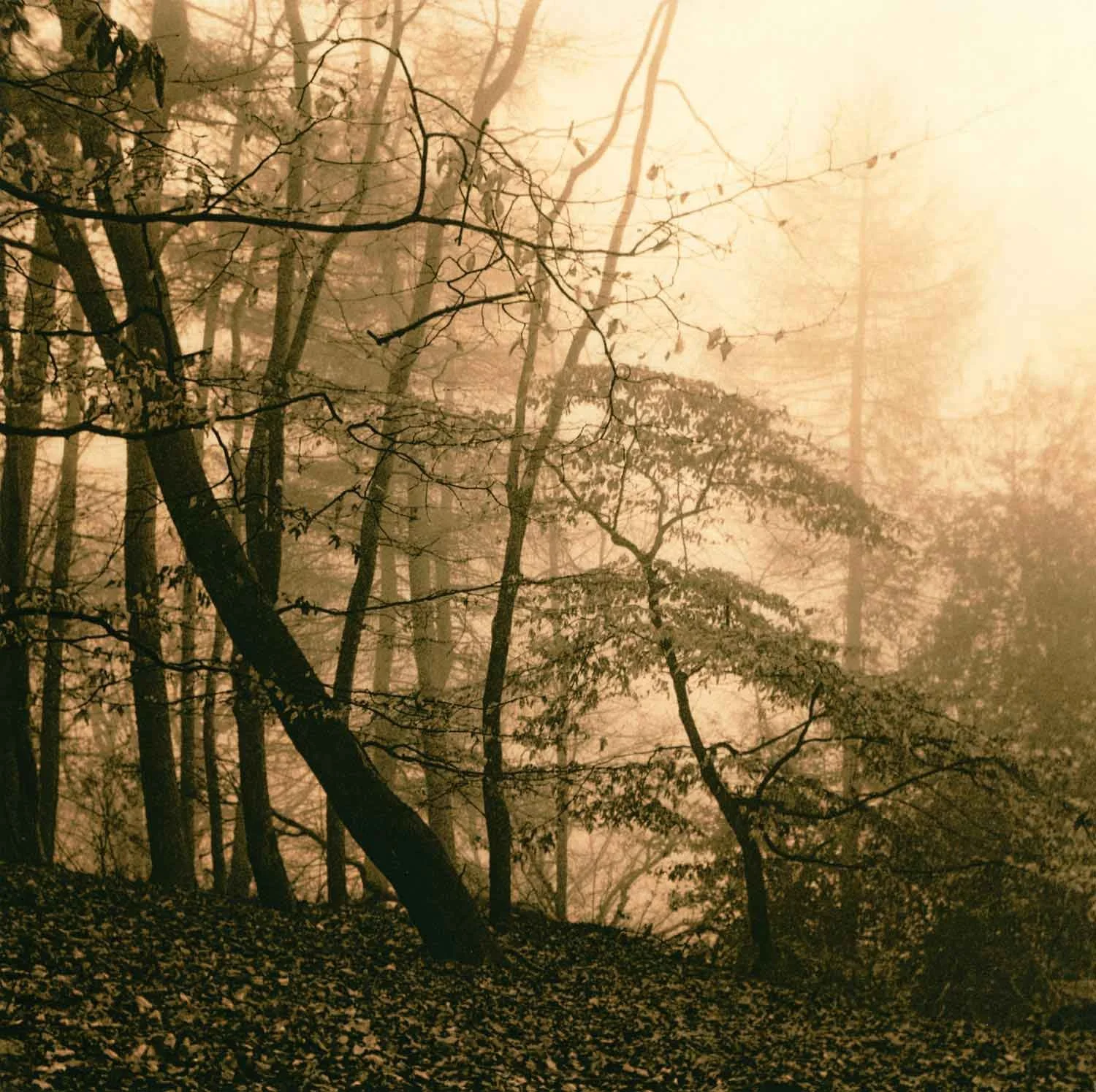 Lith print on Fomatone MG Classic of a bunch of thin trees leaning in the mist