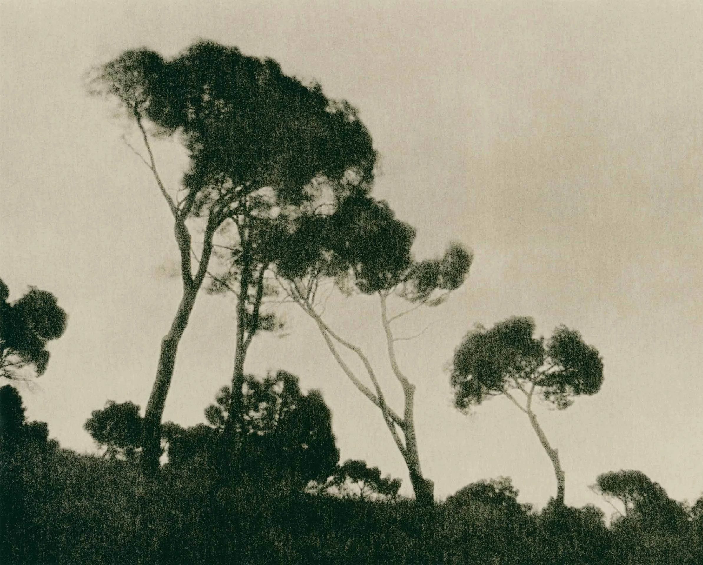 lith print on Agfa MCC of pine trees silhouetted against the sky