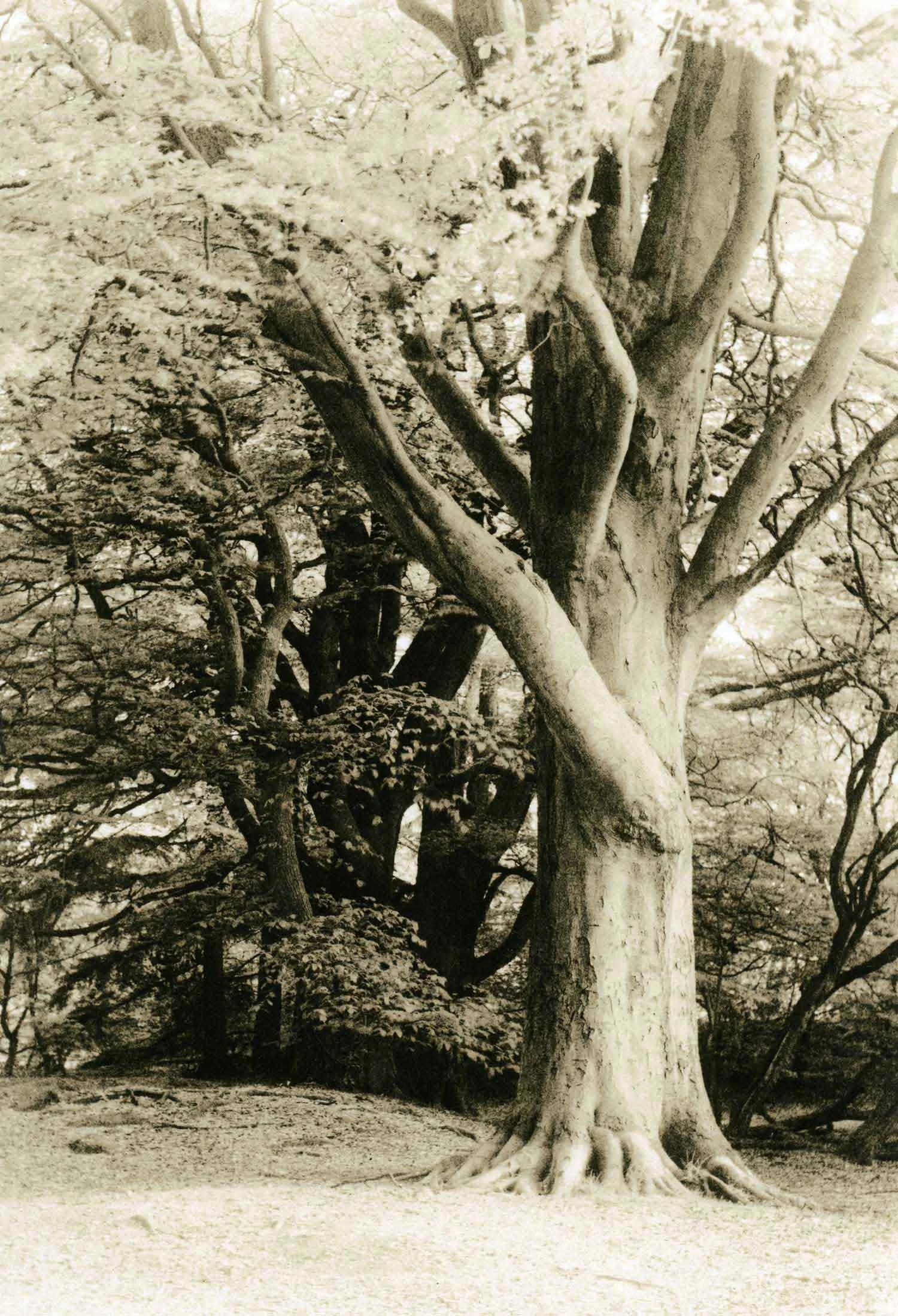 lith print on Kodak Bromesko of a large tree with a big branch shooting up