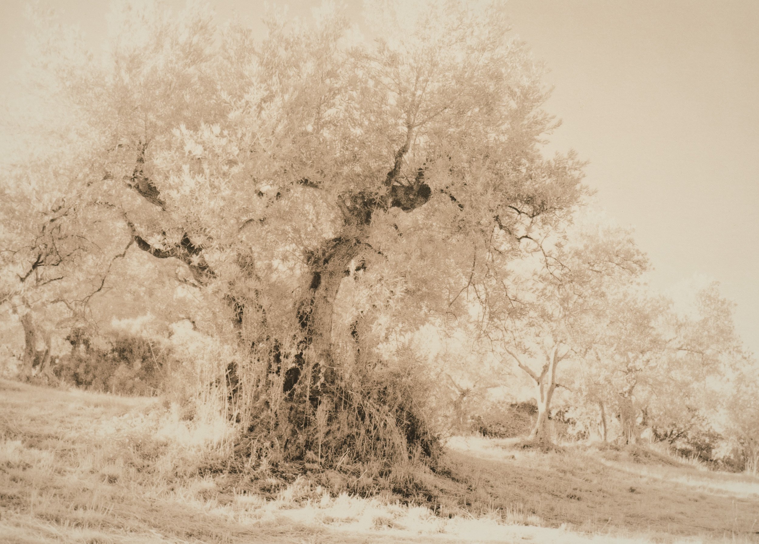 lith-print-oliviers-montd'or-manosque-jessops-rc-untitled-06.jpg