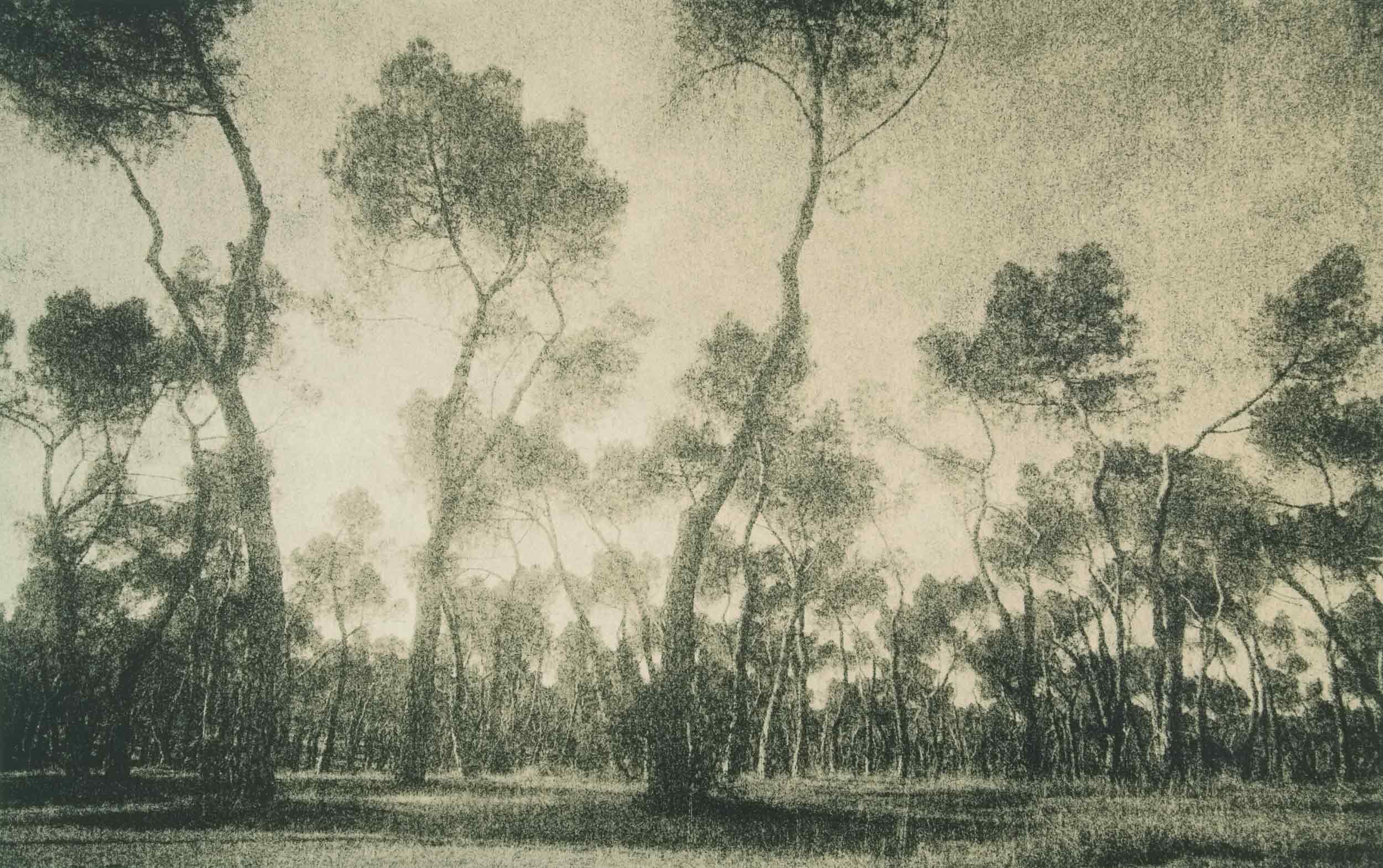 lith print on agfa mcc of tall thin trees seemingly dancing in the early morning light