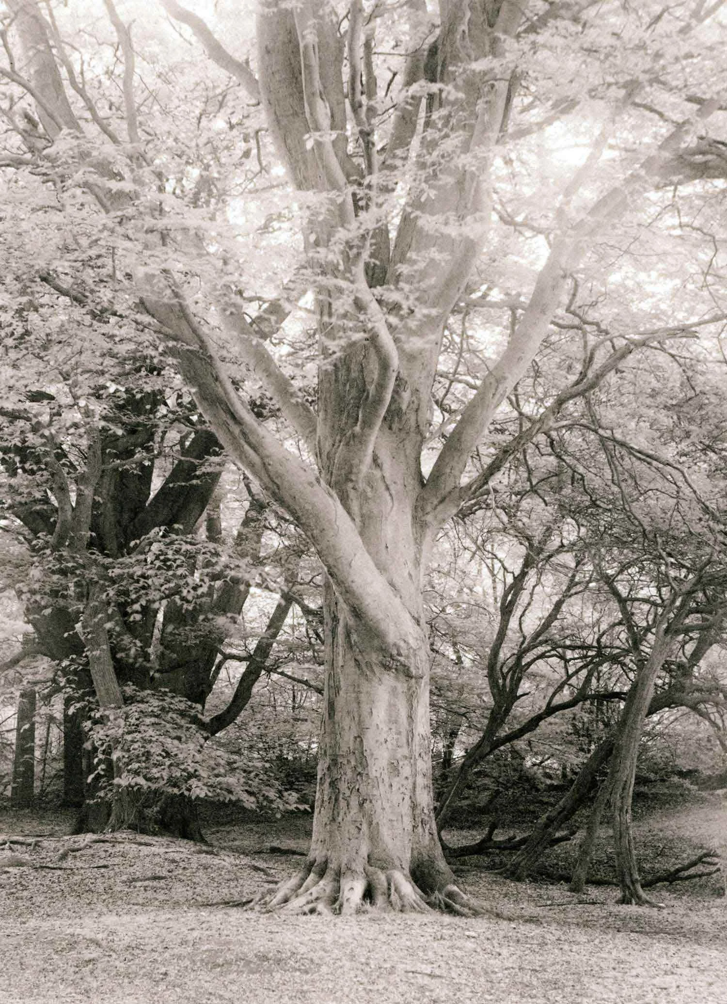 lith print on Kodak Bromide of a large tree with a big branch shooting up