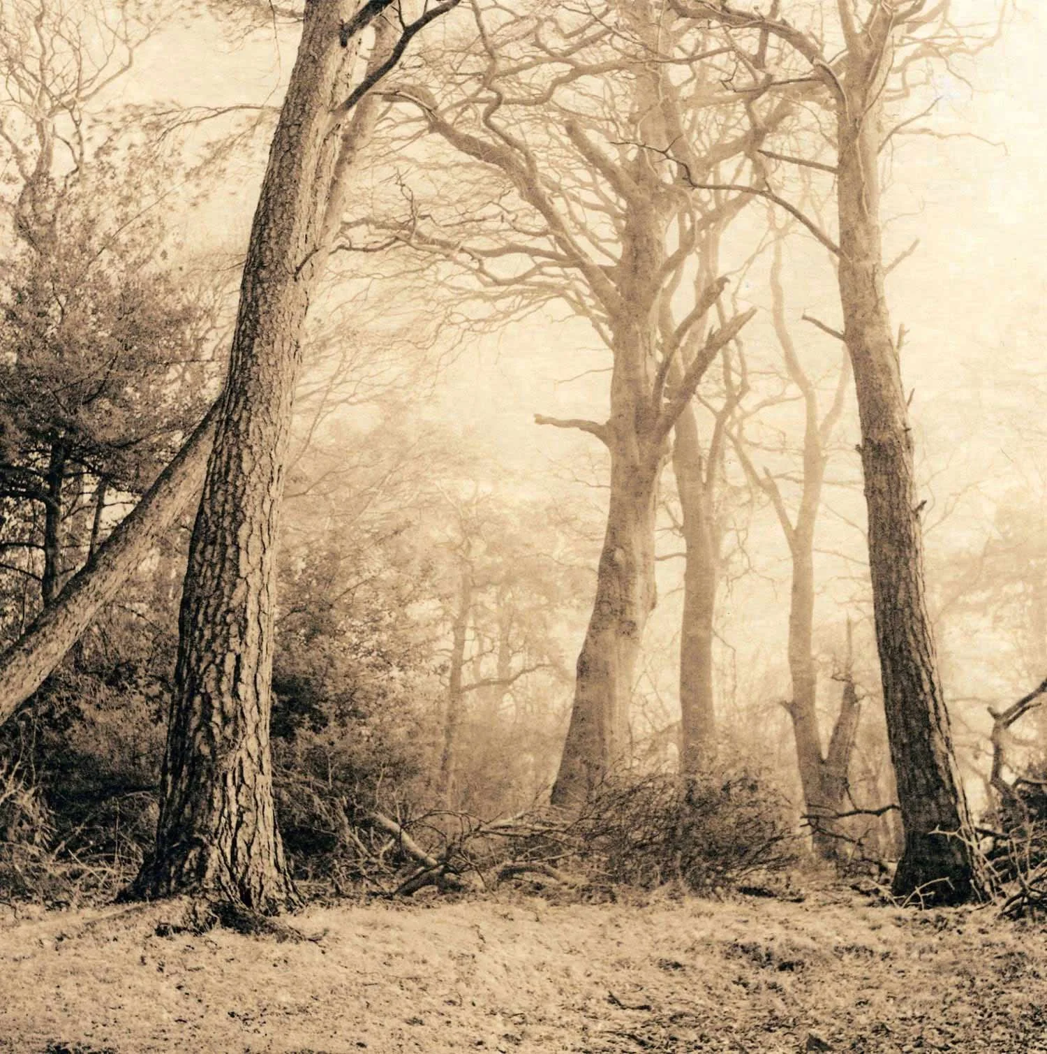 wart-toned lith print on Fomatone MG Classic of a woodland scene with some mist