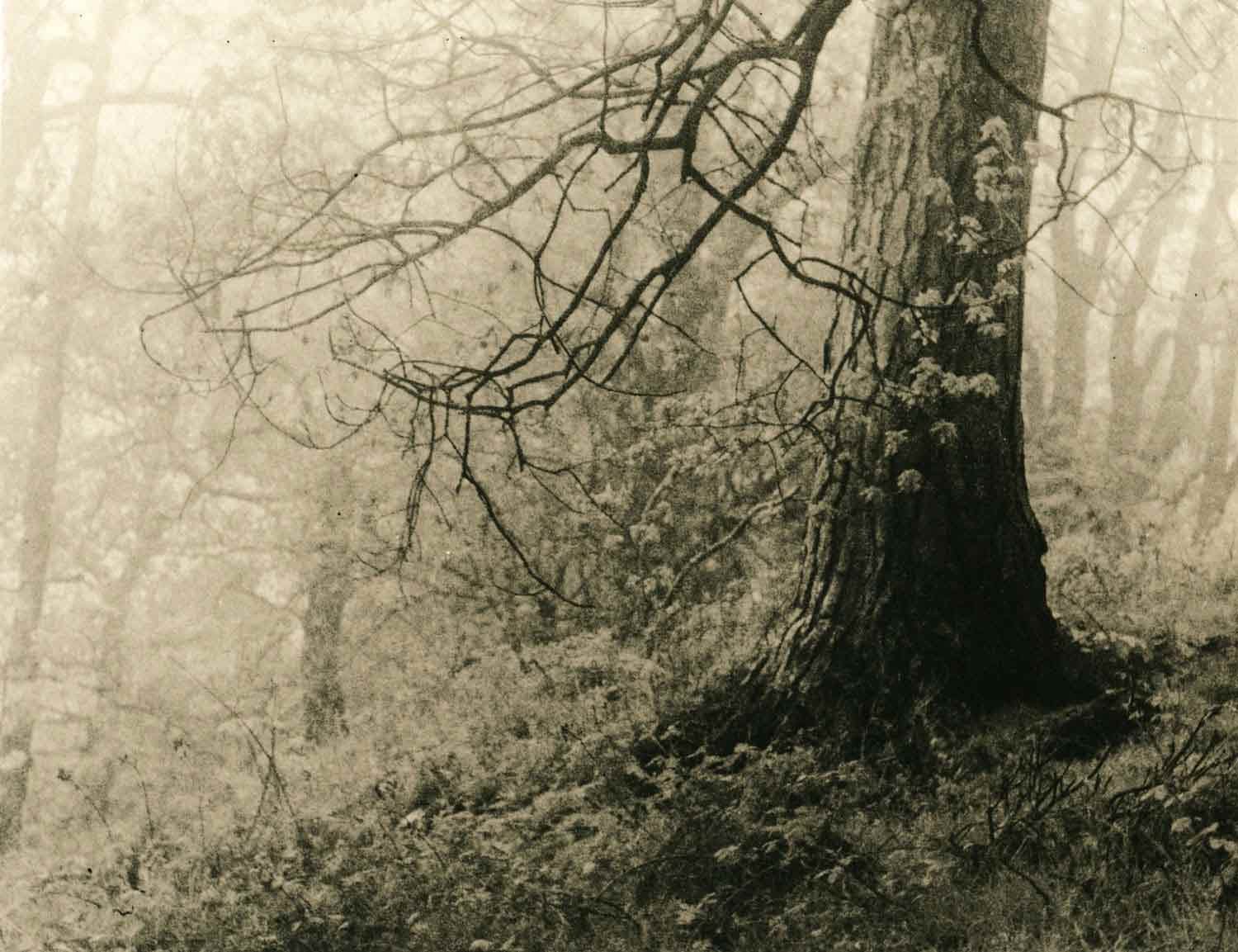 Lith print on Kodak Bromesko of a tree trunk in the mist