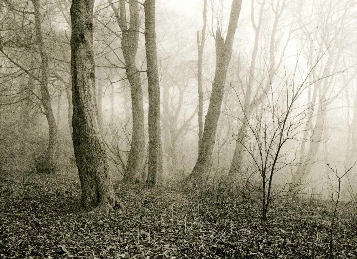 lith print on Kodak Bromesko of a misty woodland scene in winter