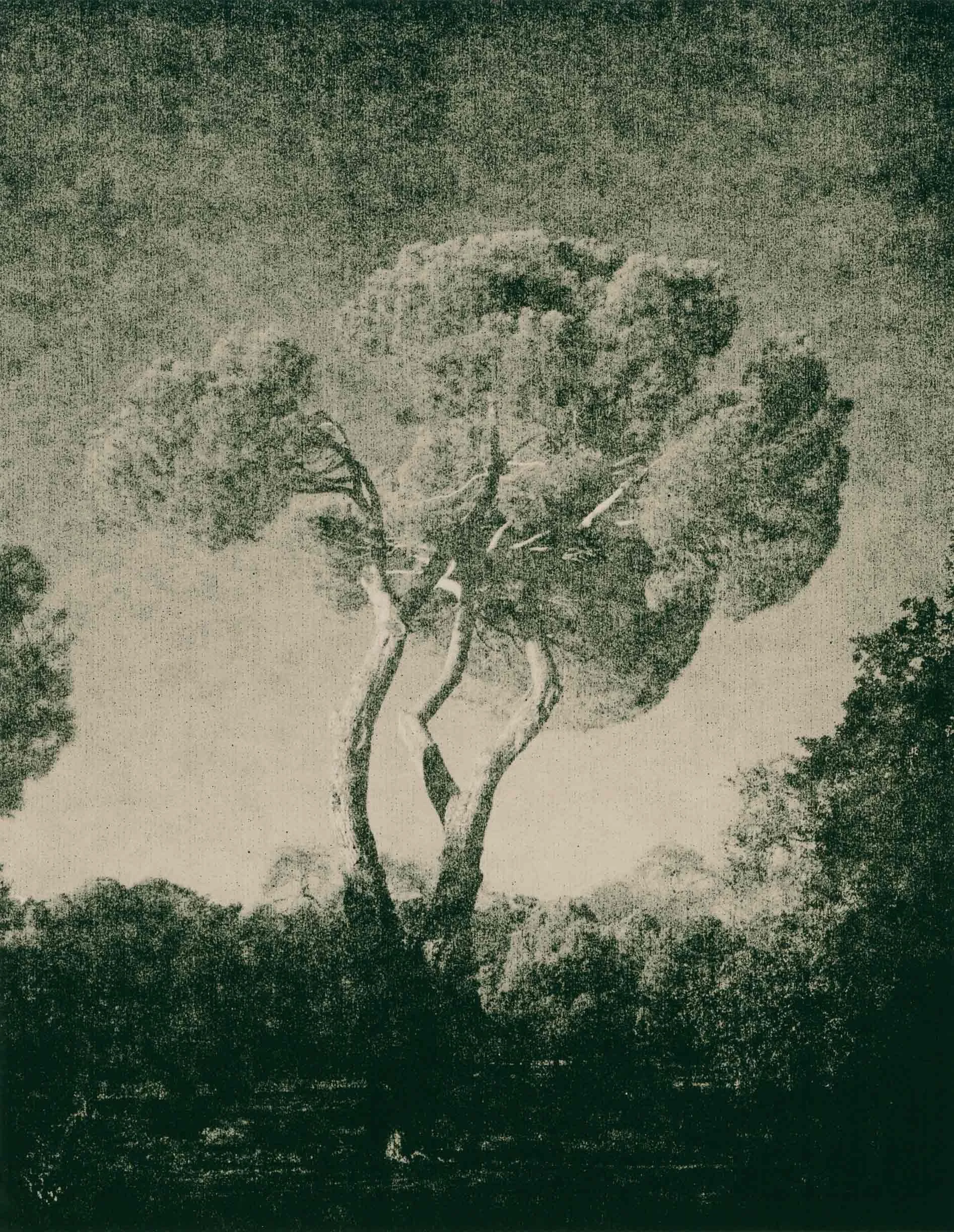 lith print on Agfa Brovira of a large pine tree