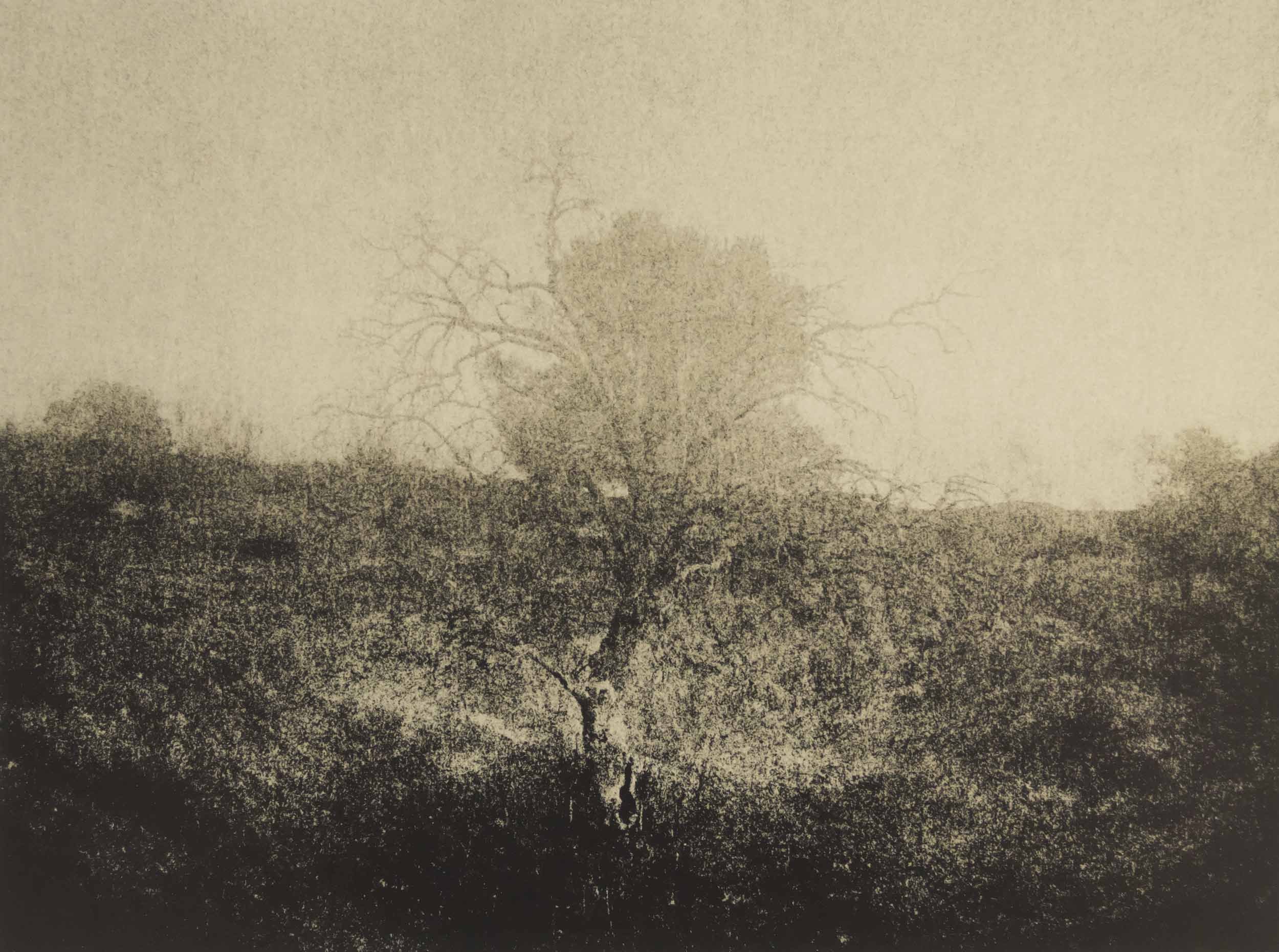 lith print on Agfa MCC of a leafless tree