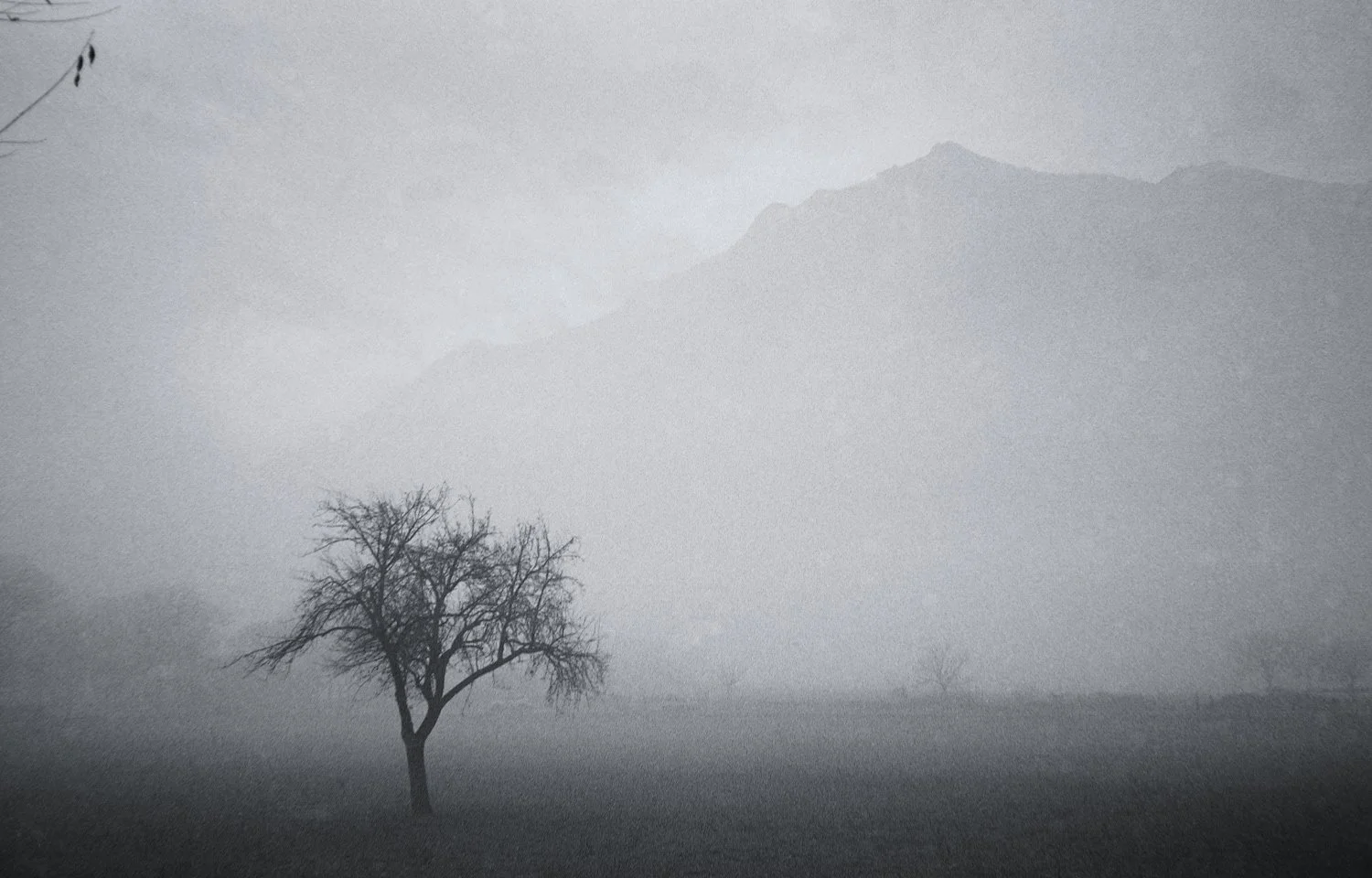 black and white Monte Cavallaria emerging in the fog with tree in foreground