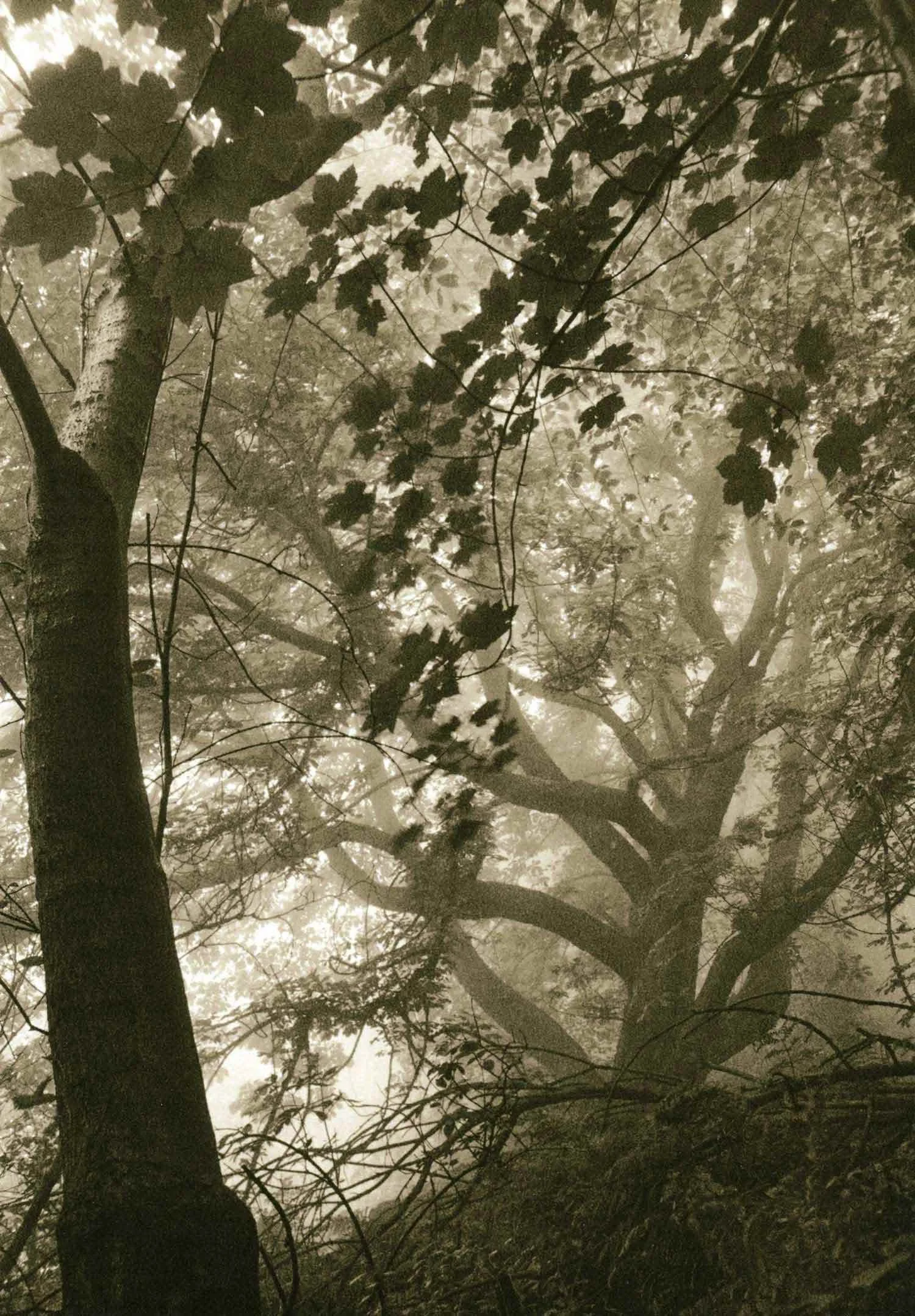 layered lith print on Kodak Bromesko of a tree with a misty background