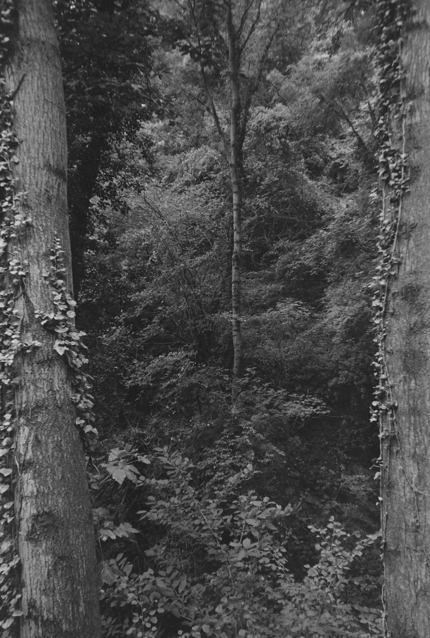 DSCF9915.jpg