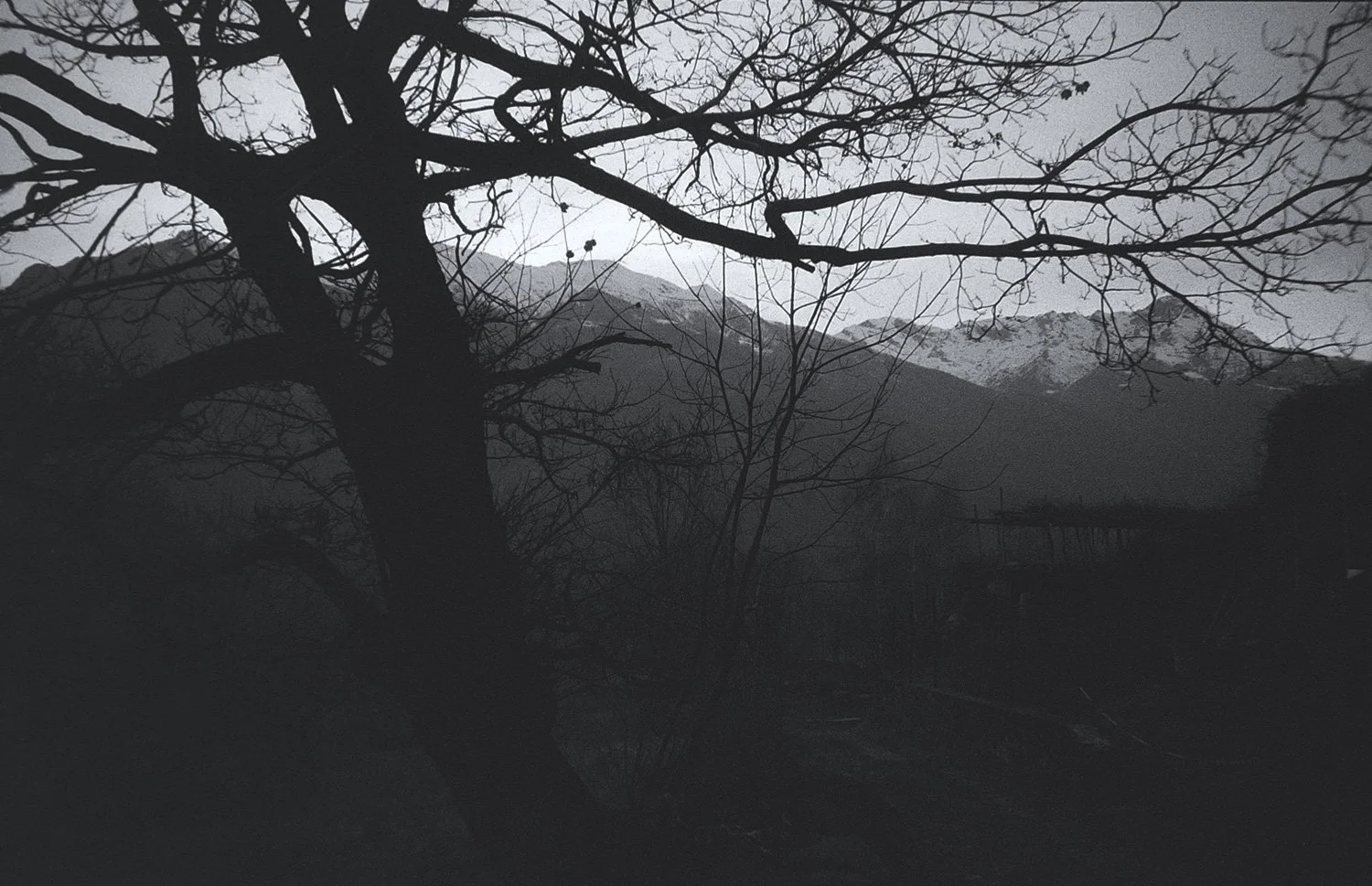 dark black and white mountains at sunset with tree in foreground