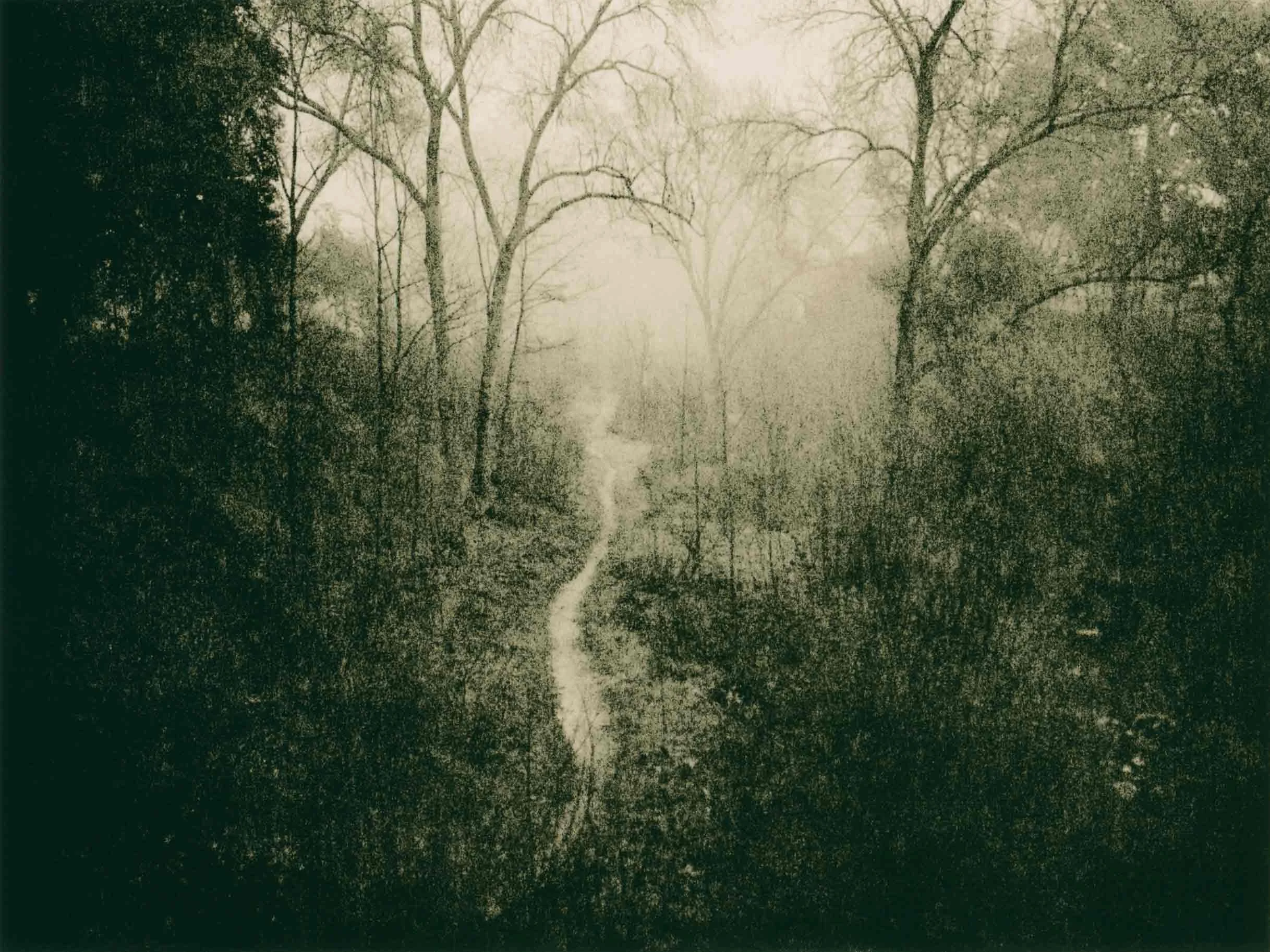 lith print on Agfa MCC of a narrow path disappearing in the mist among trees
