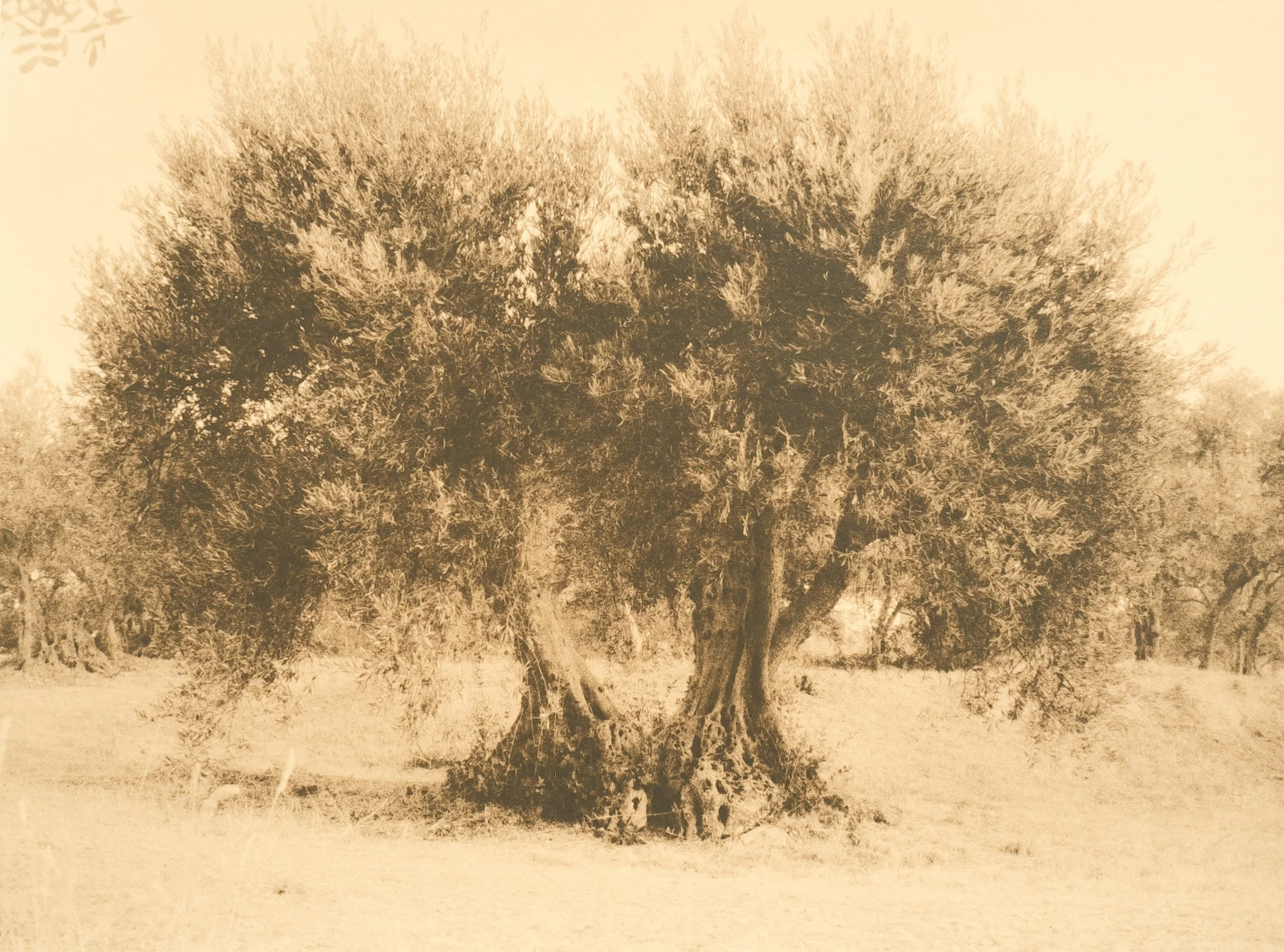 lith-print-oliviers-montd'or-manosque-ferrania-chamois-untitled-04.jpg