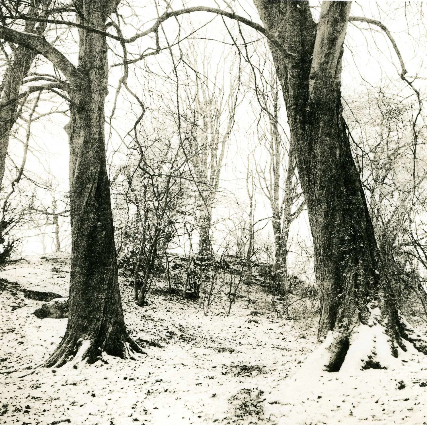 lith print on Slavish Unibrom of two trees in the snow