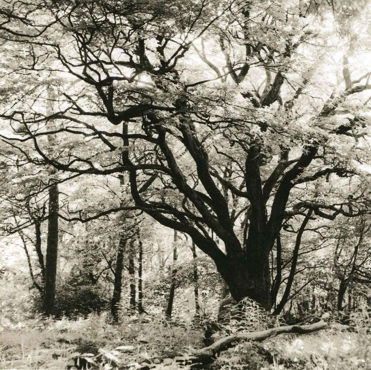 high contrast lith print on Kodak Bromesko of a tree spreading its branches in all directions