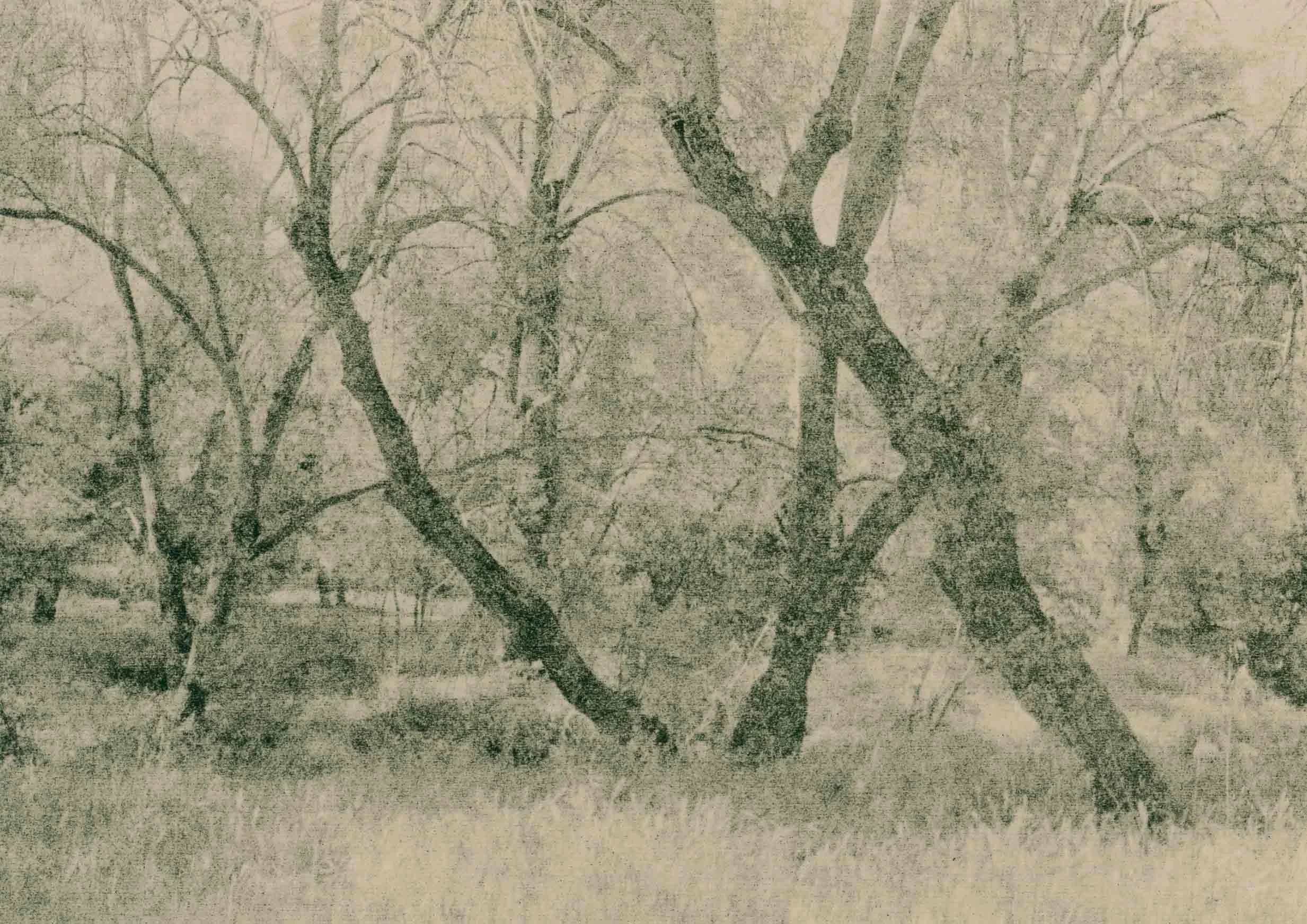 lith print on Agfa Brovira of a few leaning trees some seem to form two letters A