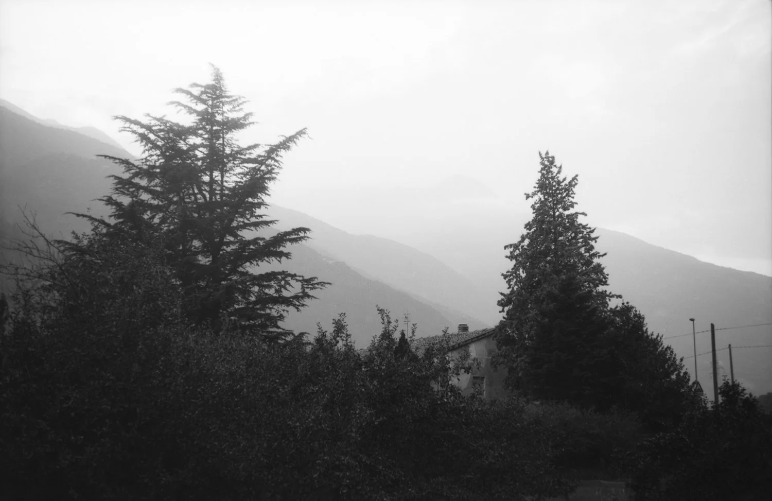 black and white high contrast scene of two trees and house