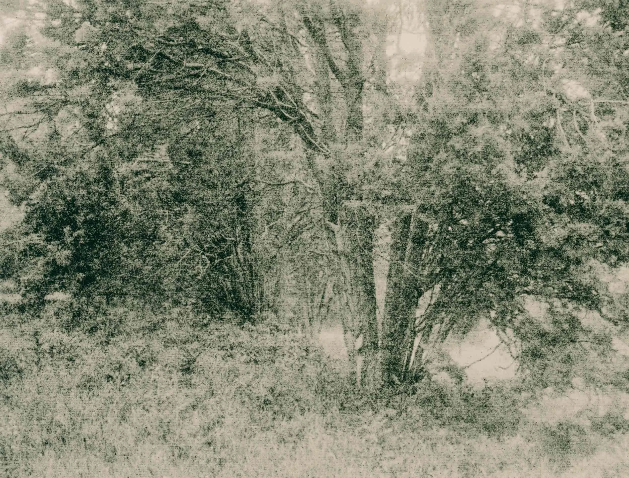 lith print on agfa brovira depicting heavily textured trees