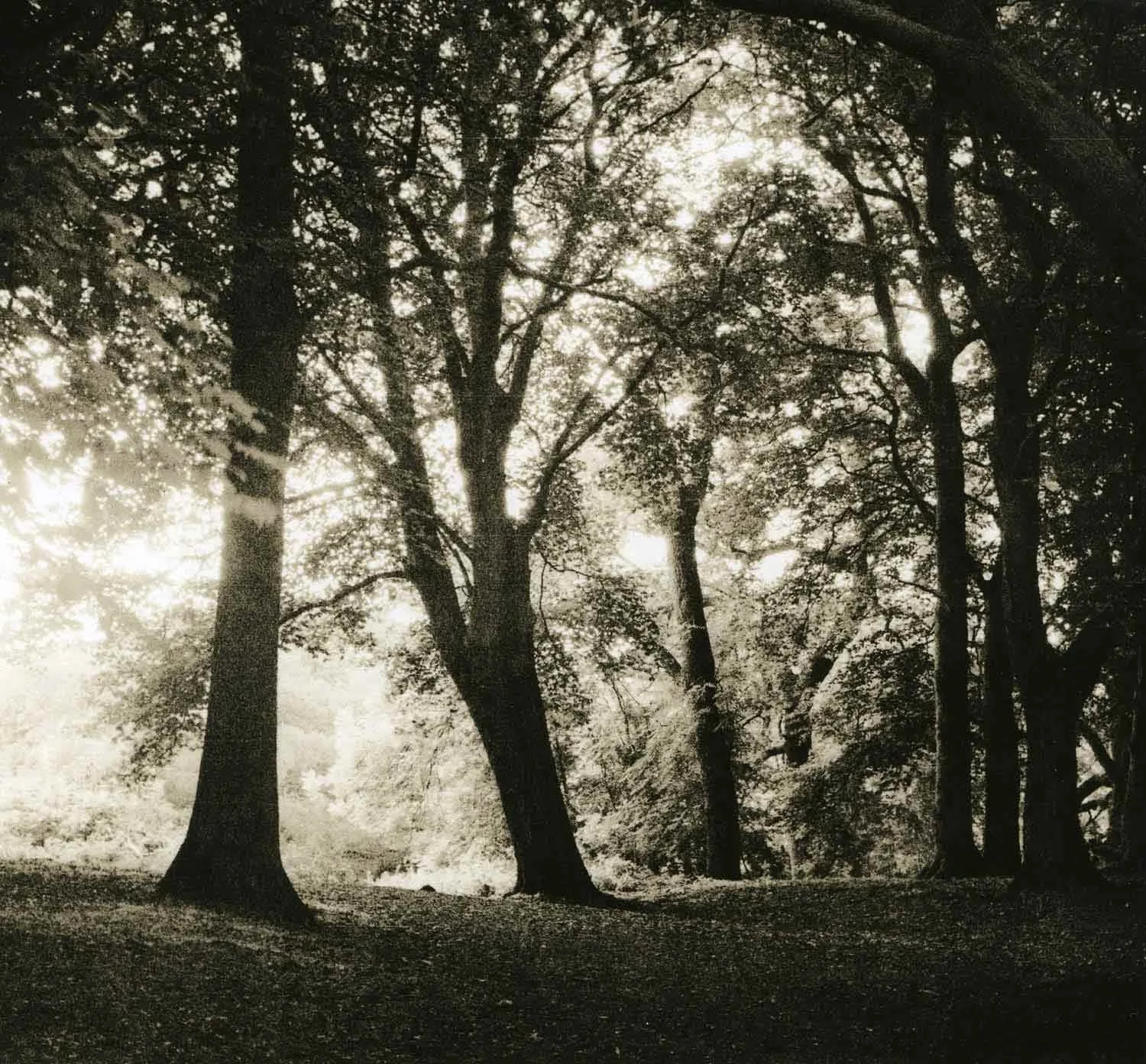 lith print on Kodak Bromesko of a woodland scene with a bright spot on the left