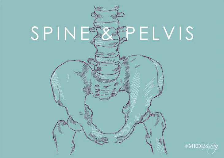 Spine&Pelvis 730x515.jpg