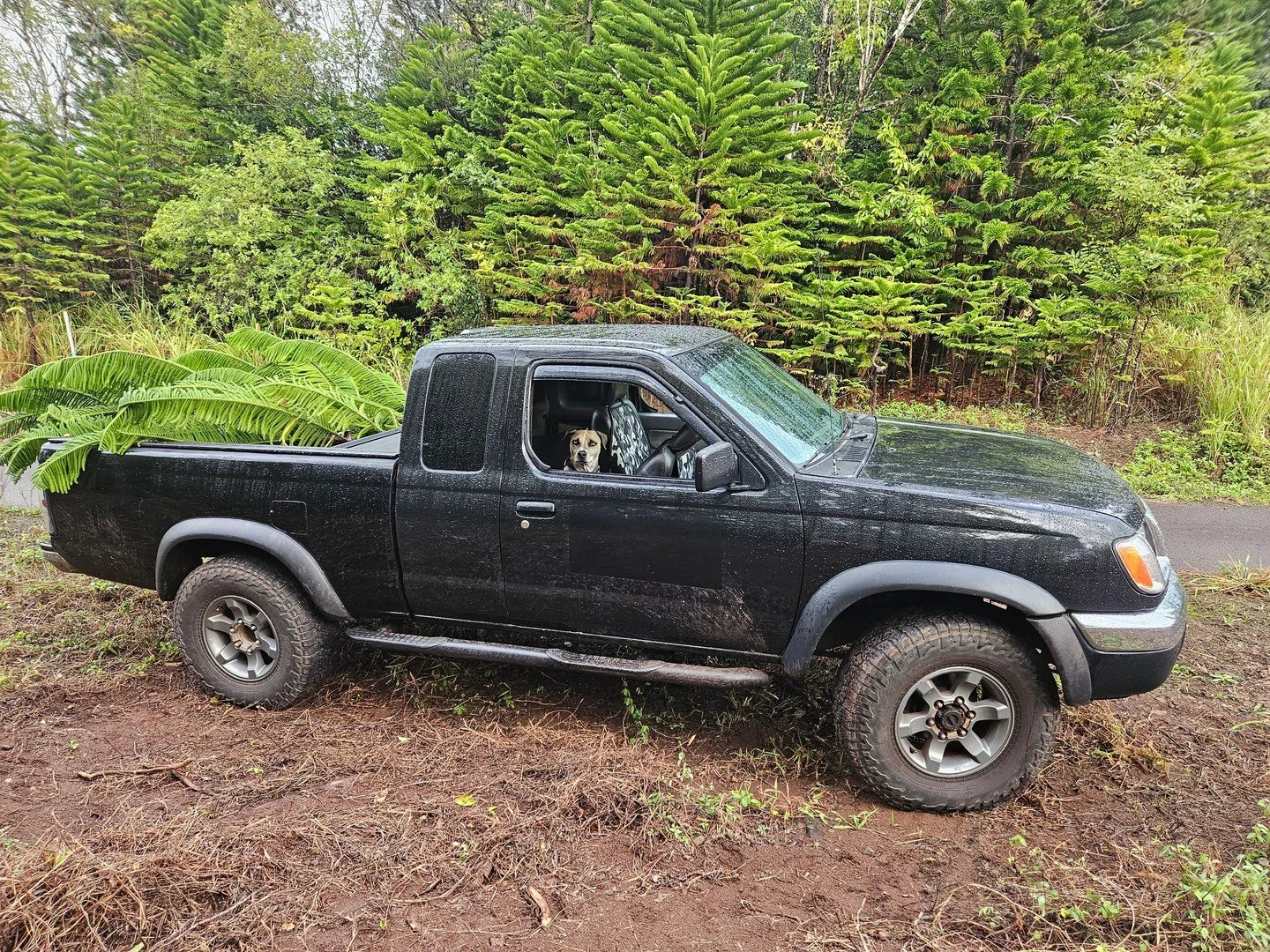 Charlie Brown and I (and some friends) had permits to get trees from the Mokulē'ia Forest Reserve. So here's this year's Christmas tree loaded up and ready to head home!

Permits are available at https://dlnr.hawaii.gov/forestry/frs/permitting/forest