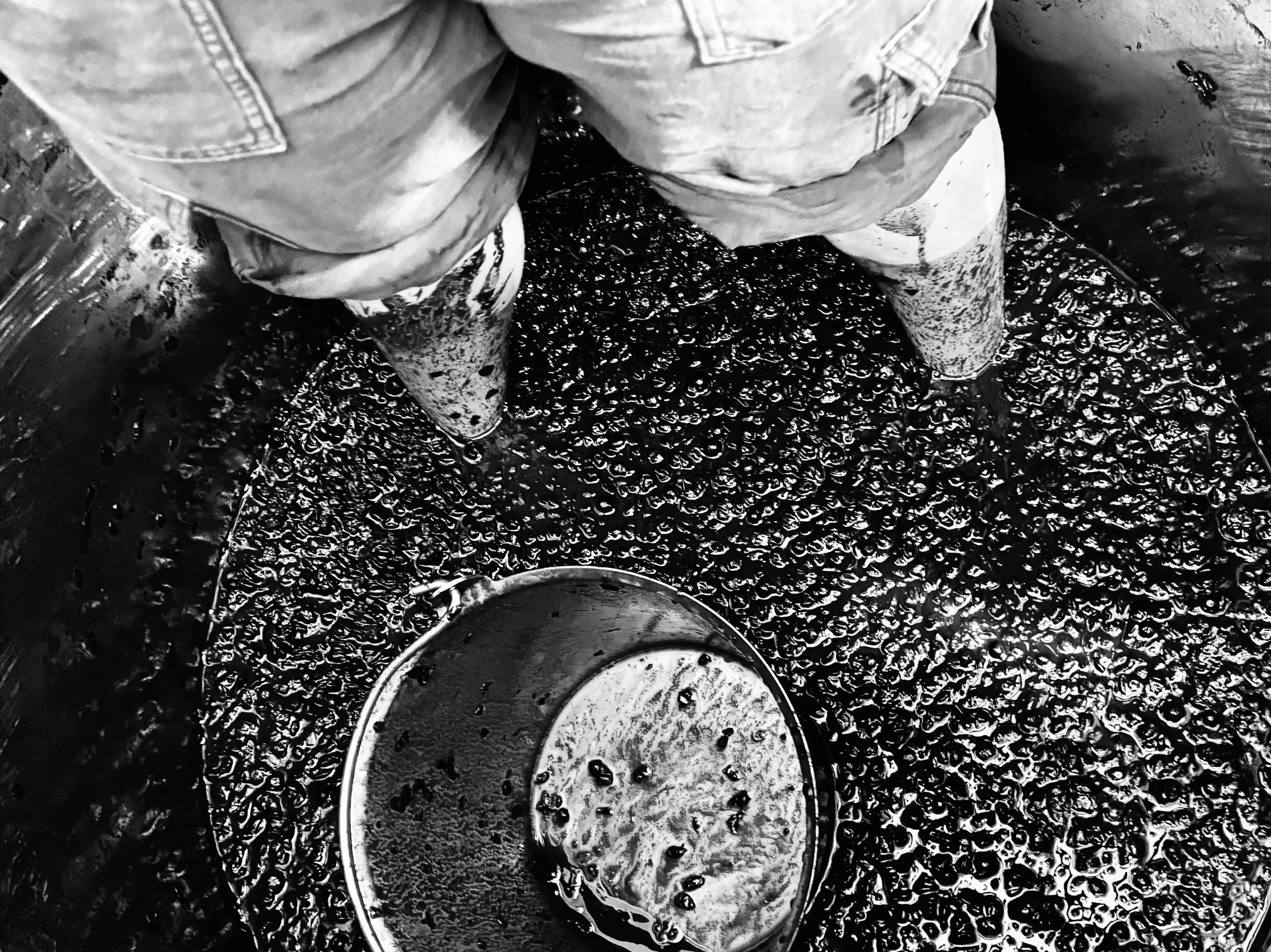 Black and white photo of grapes being crushed in a container, with a person wearing jeans and a shirt standing above, possibly using their feet to mash the grapes.