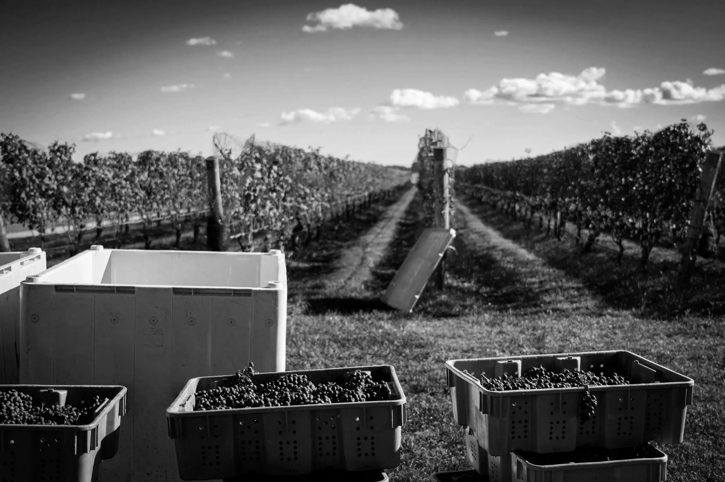 Black and white photo of baskets filled with grapes in a vineyard, with rows of grapevines stretching into the distance under a partly cloudy sky.