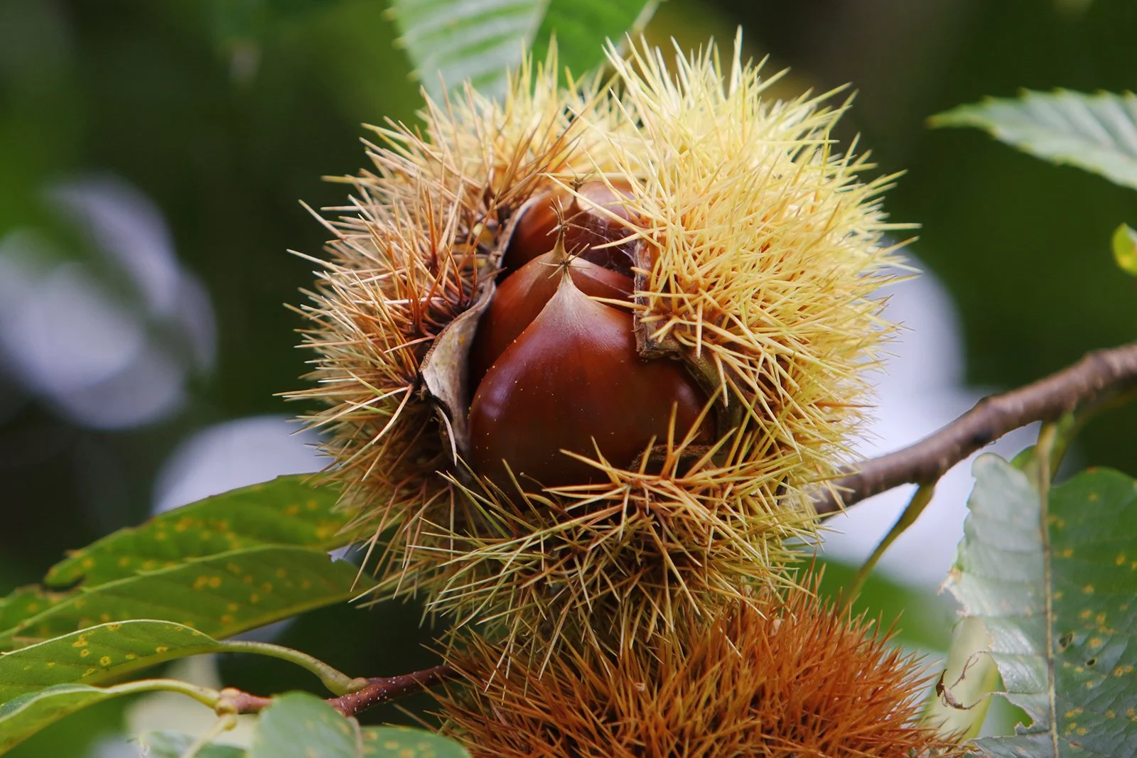 Meet the American chestnut