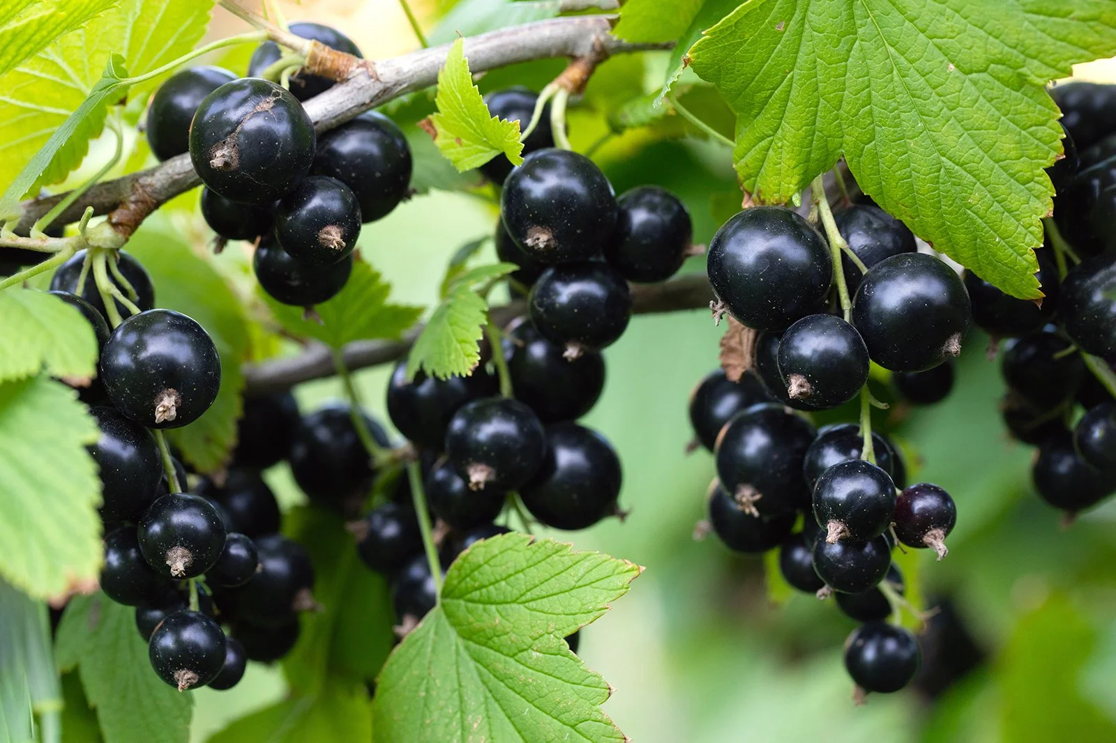 Black Currant