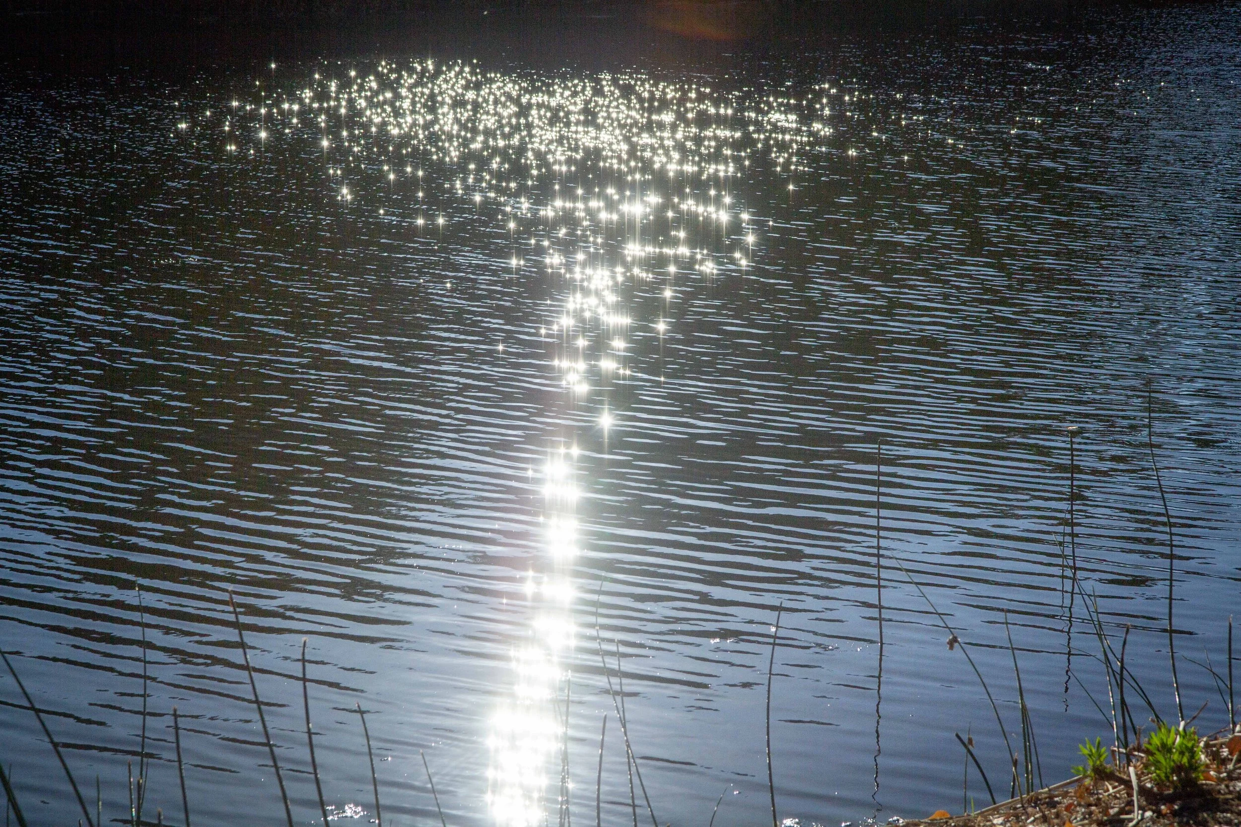 Sunlight reflecting off a calm body of water creating a bright shimmering pathway, with some reeds and small plants on the shoreline in the foreground.