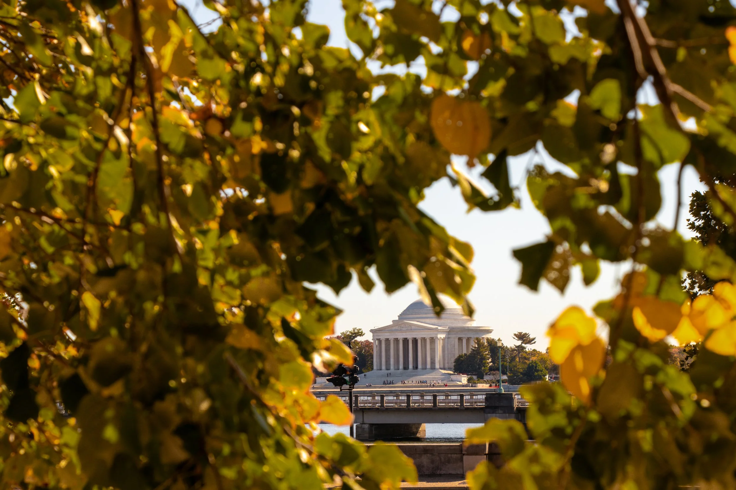 View of the Jefferson Memorial framed by autumn-colored leaves in Washington, D.C.
