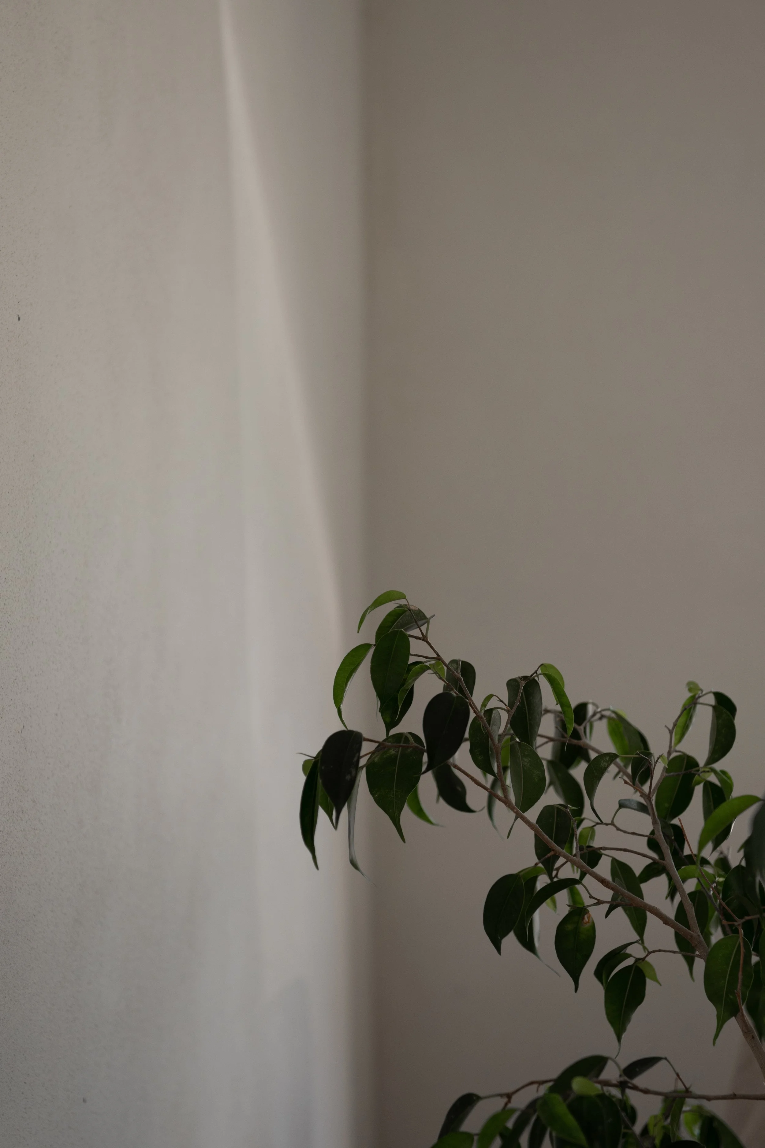 Rosella Web and Brand Studio