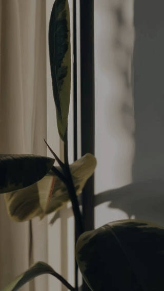 Rosella Web and Brand Studio