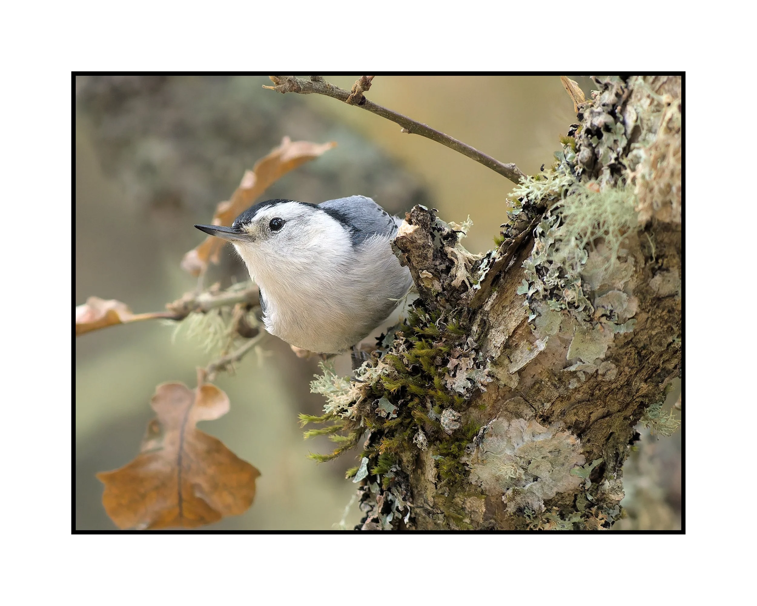 White breasted nuthatch, Tualatin River National Wildlife Refuge, October 2025. 