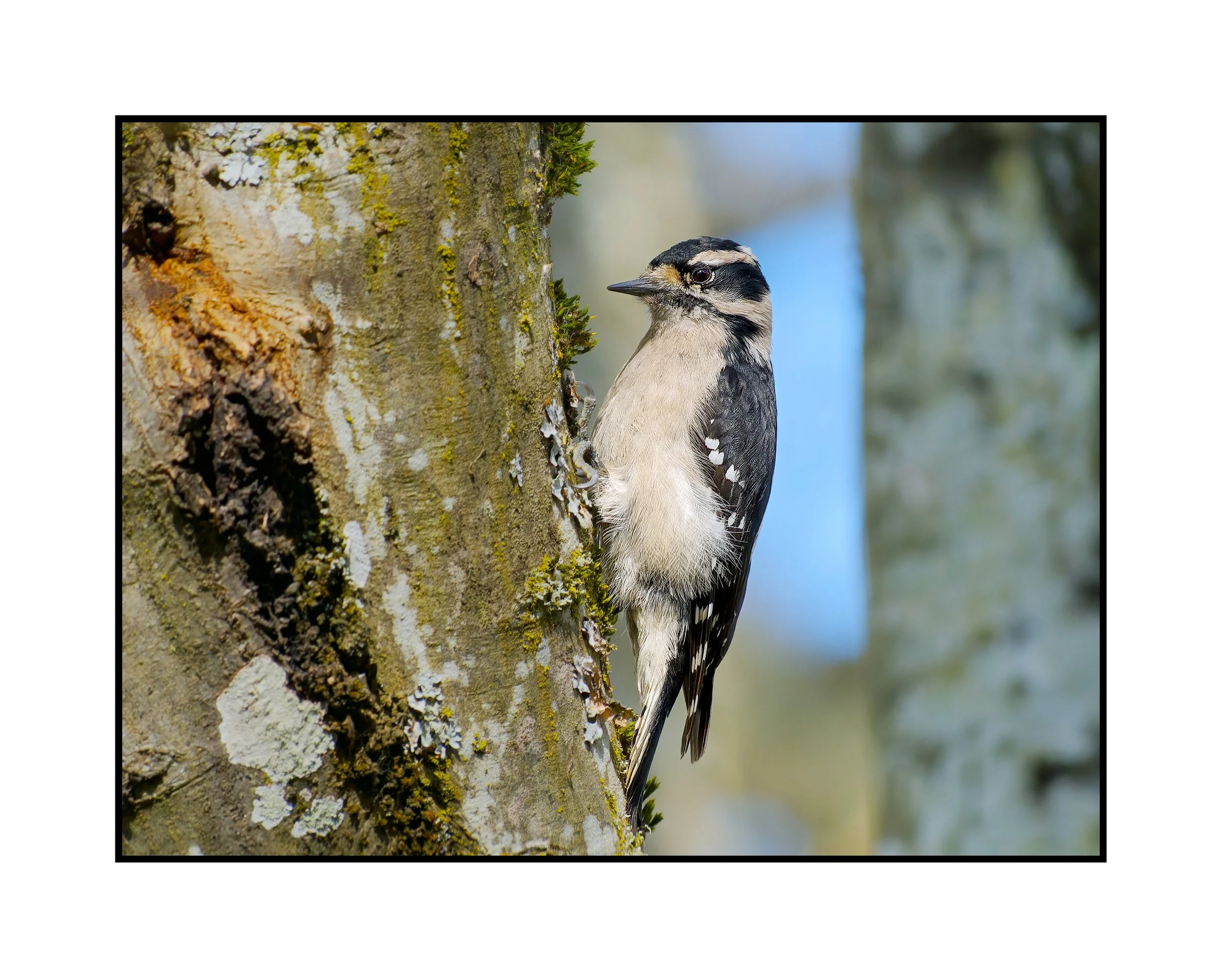 Downy Woodpecker, Commonwealth Lake Park, January 2025.